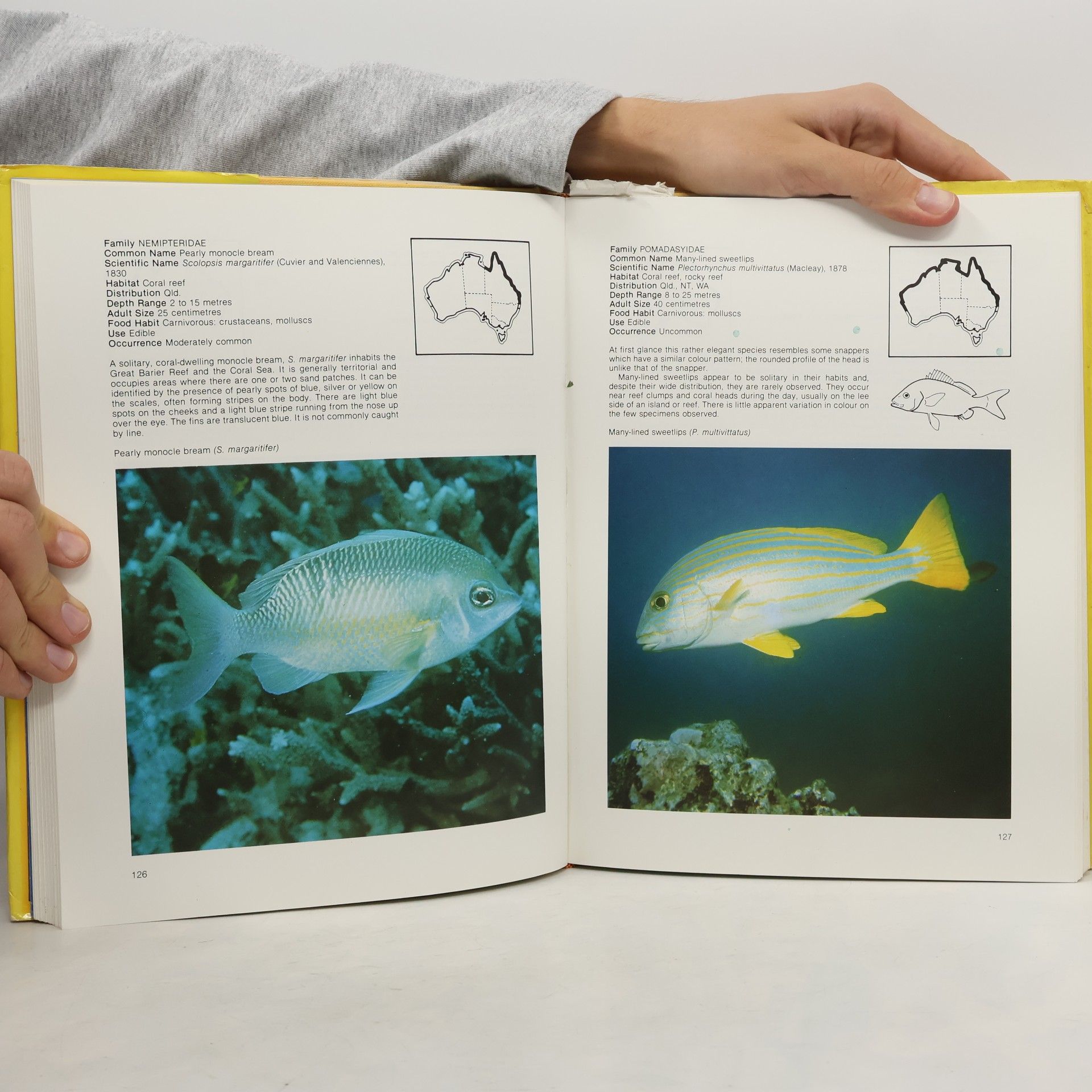 Neville Coleman Australian Sea Fishes North of 30*S