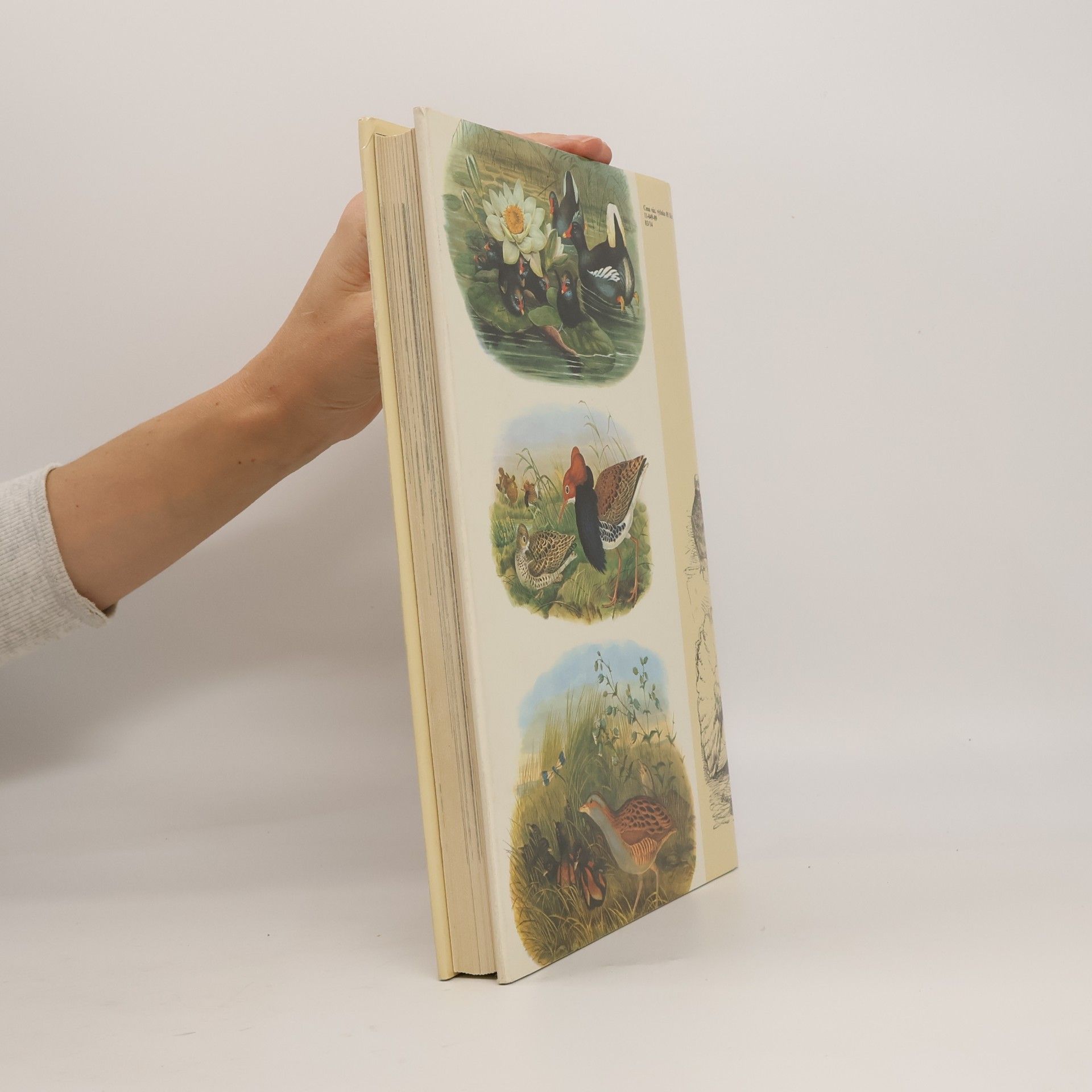 Charles Darwin Darwinův původ druhů v ilustracích