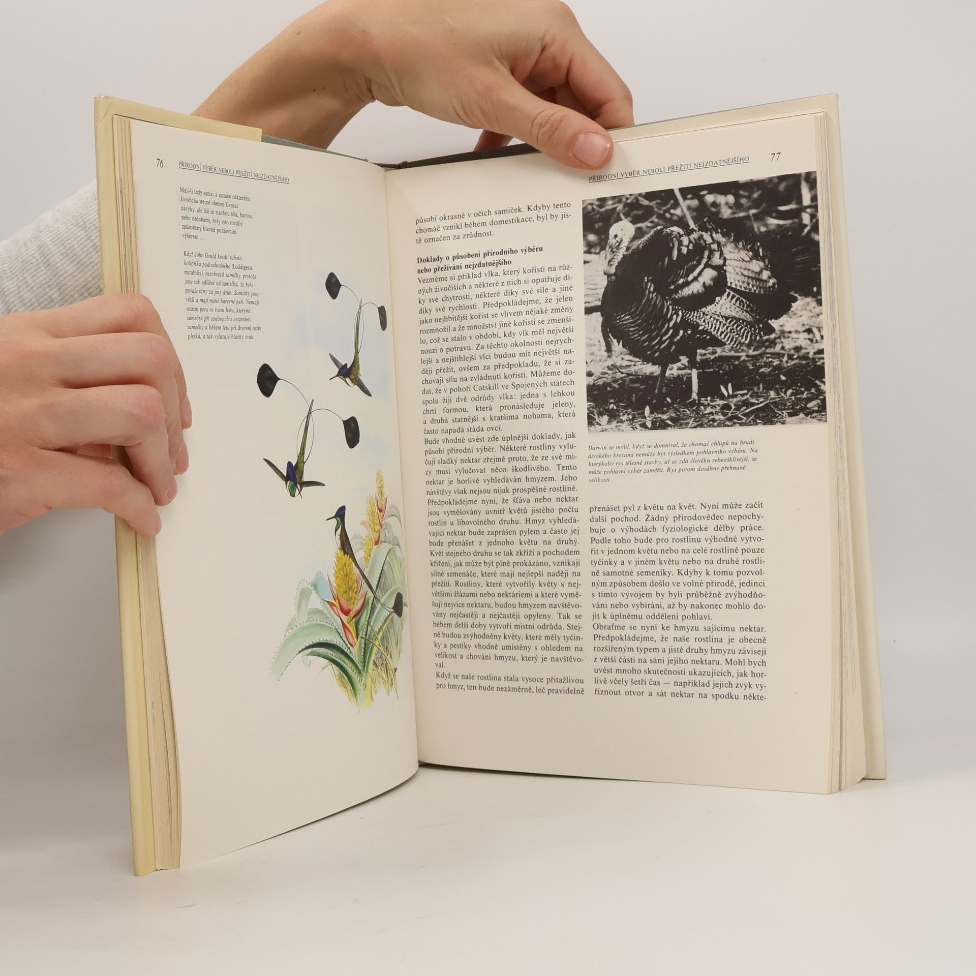 Charles Darwin Darwinův původ druhů v ilustracích