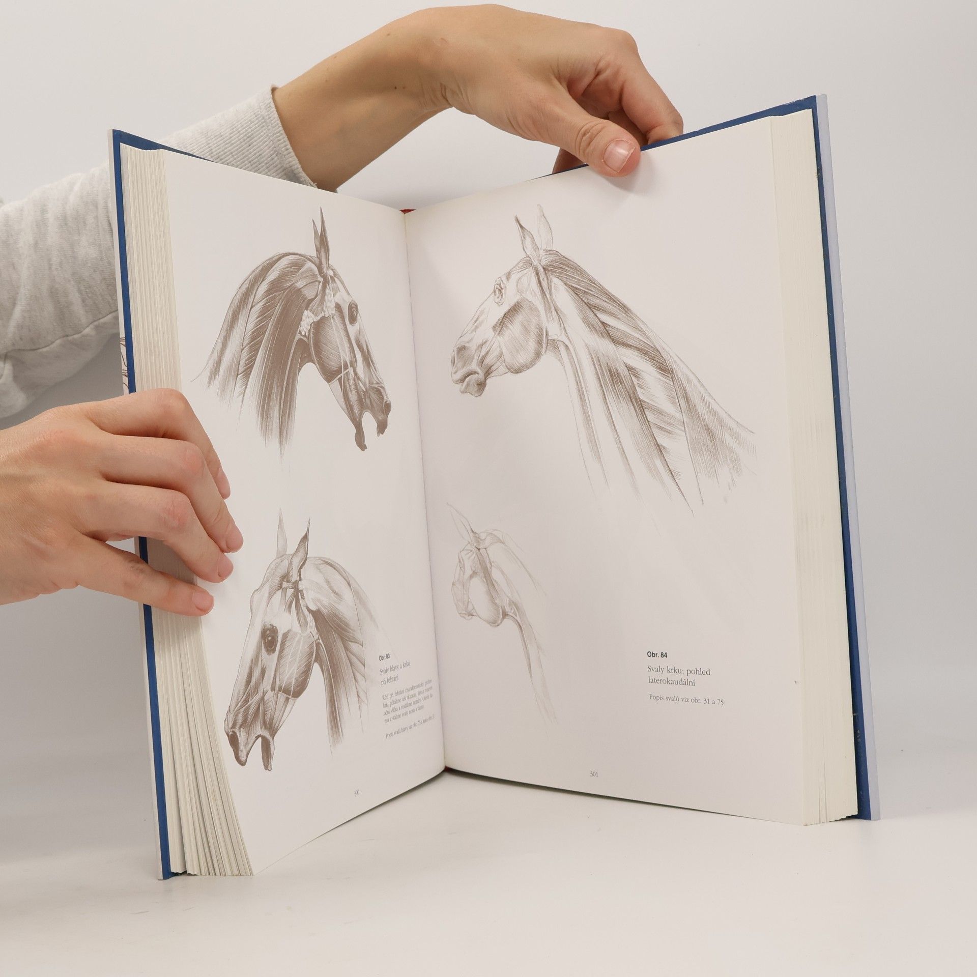 György Fehér Anatomie pro výtvarníky: Člověk - zvířata - srovnávací studie