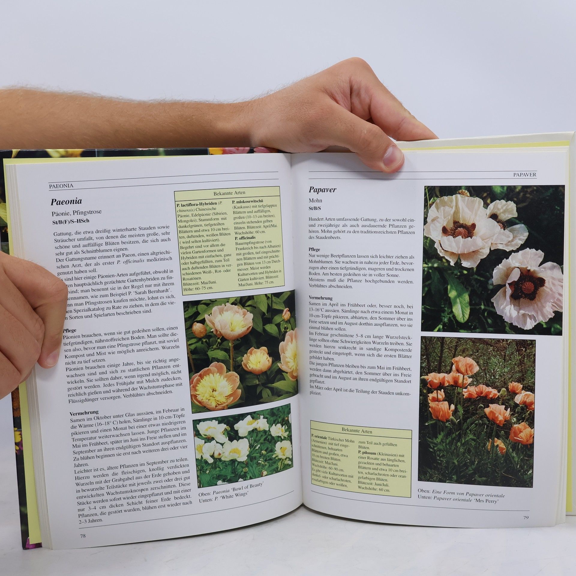 Nixe Duell Pfaff Gartenpflanzen von A bis Z