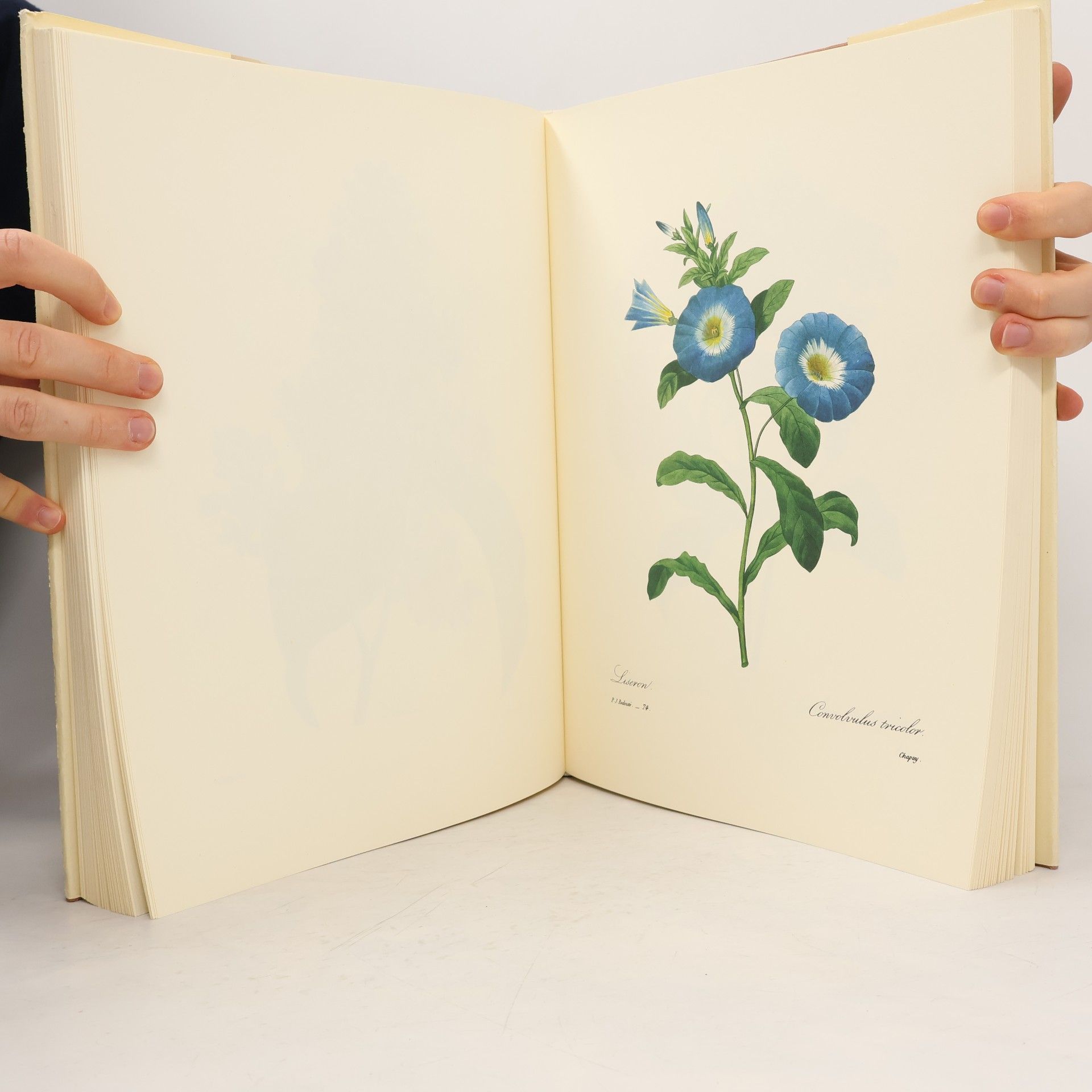 Pierre Joseph Redouté Les plus belles fleurs et branches de fruits