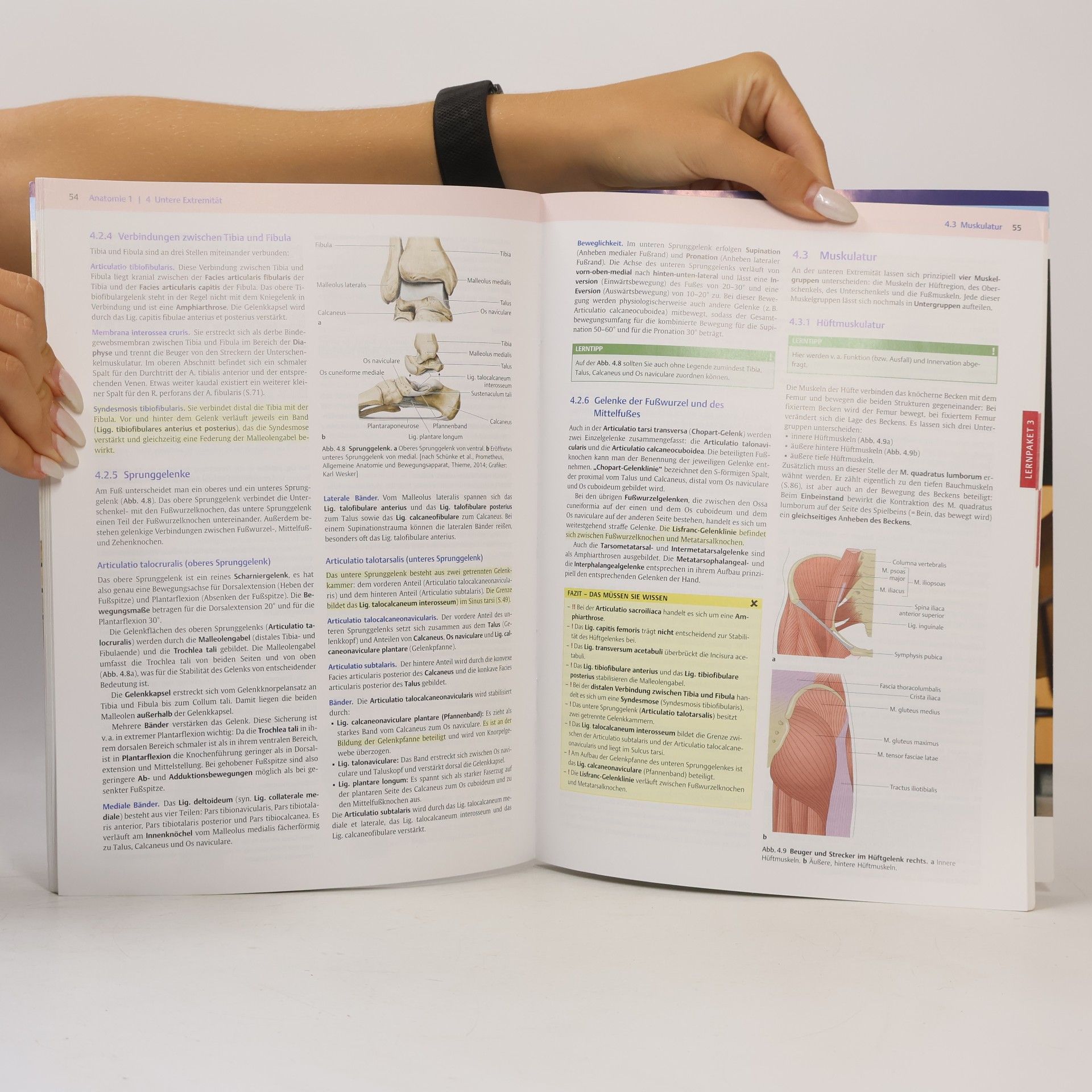 Ulrike Bommas Ebert Anatomie 1