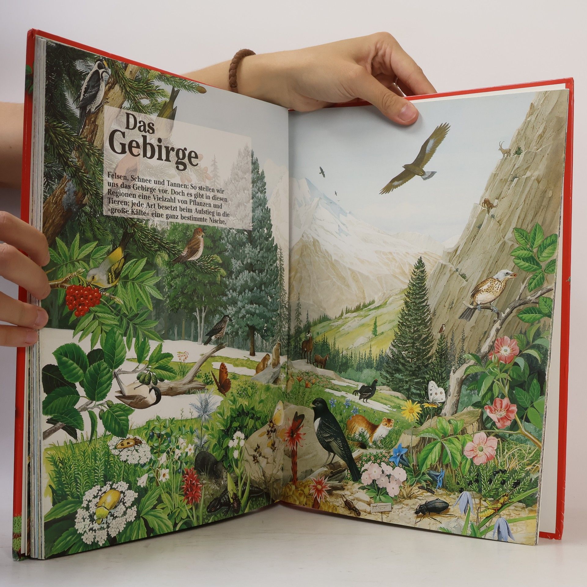 Florence Vérilhac Mein großes Buch der Tiere und Pflanzen
