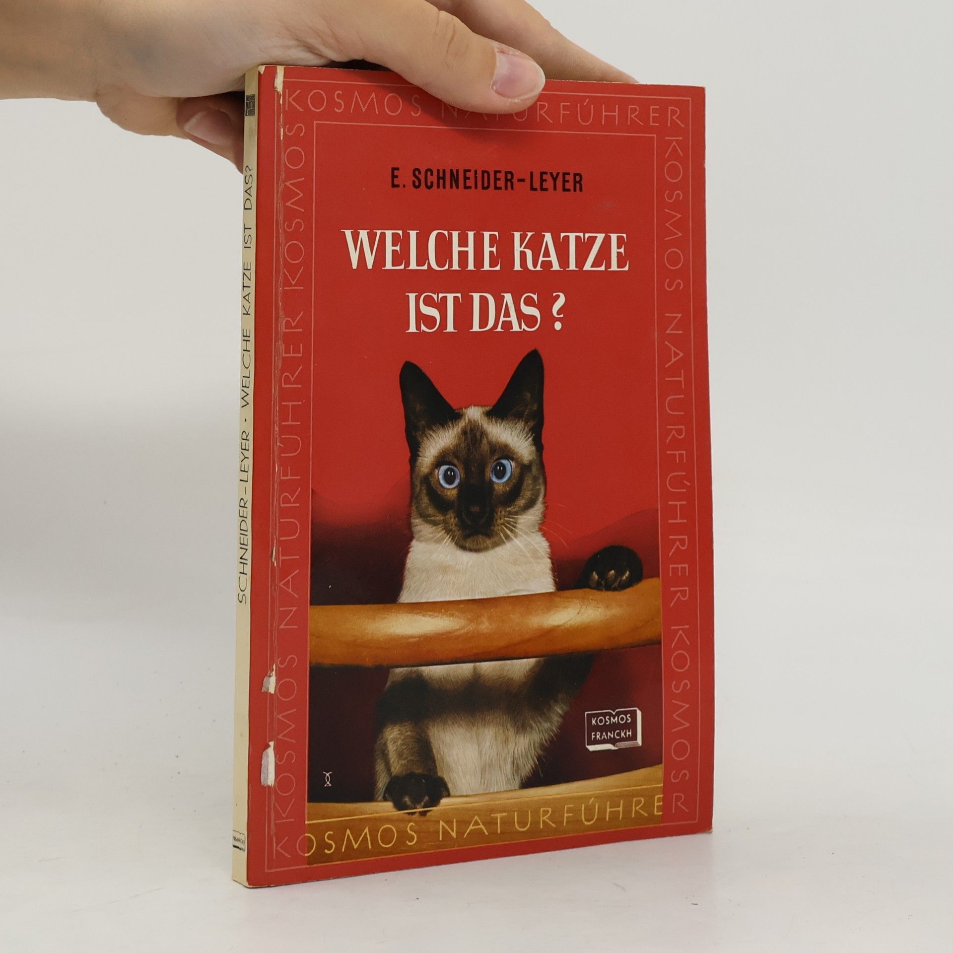 Leyer Schneider e. Welche katze ist das ?