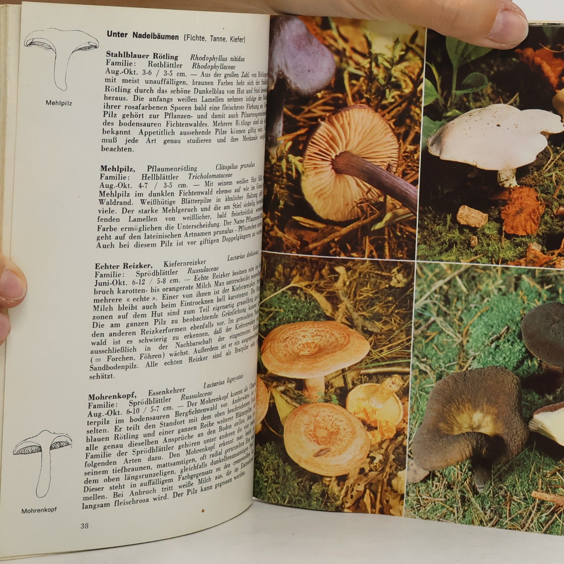 Hans Haas Pilze in Wald und Flur
