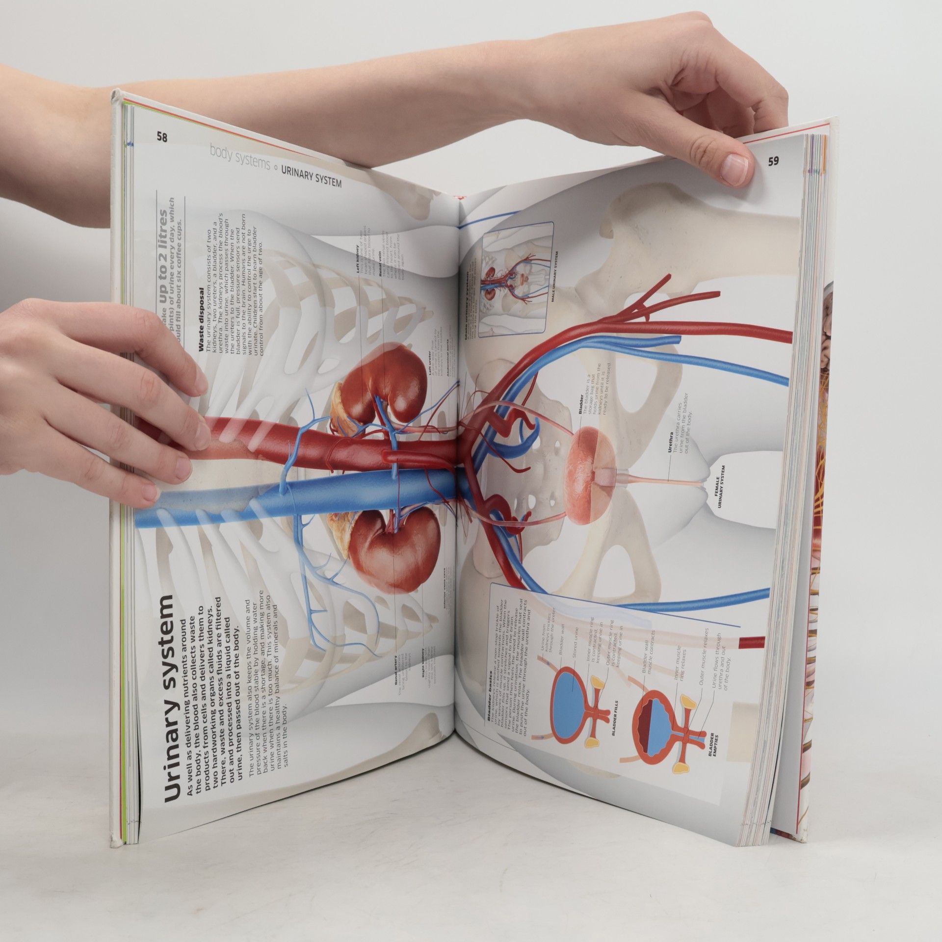 Autorenkollektiv Knowledge Encyclopedia : Human Body!