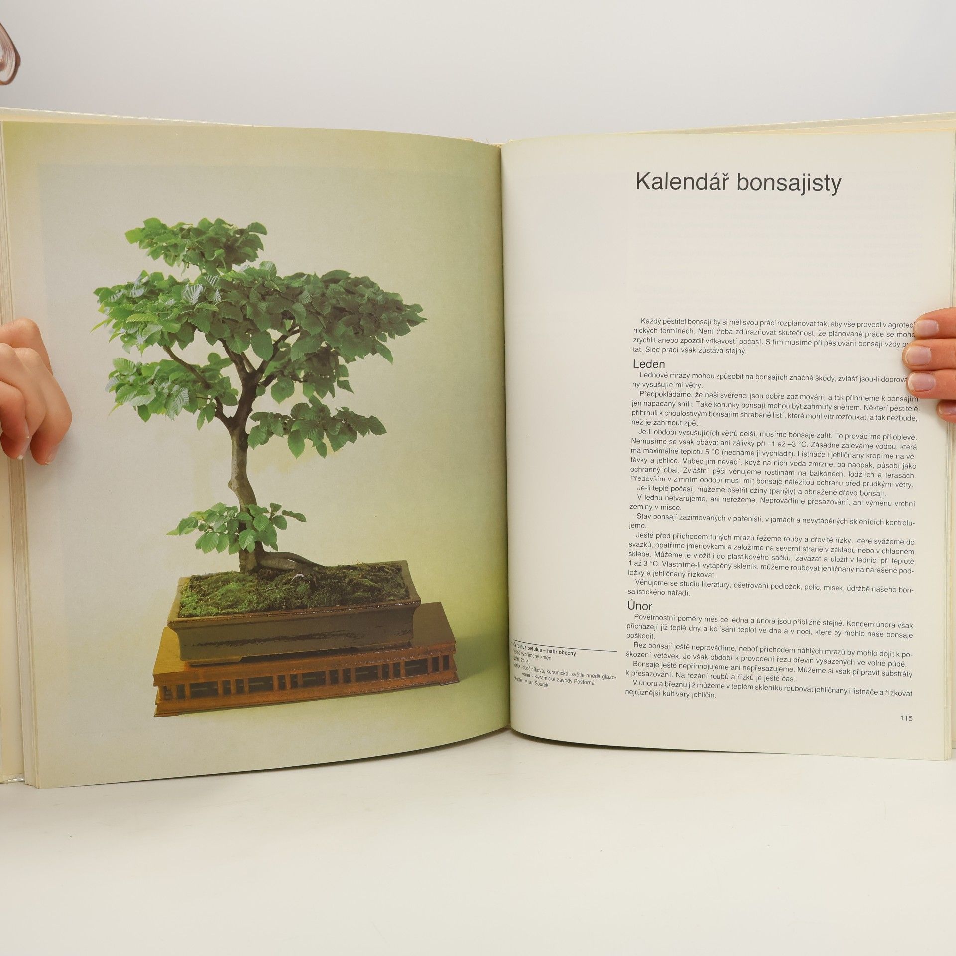 Petr Herynek Bonsai