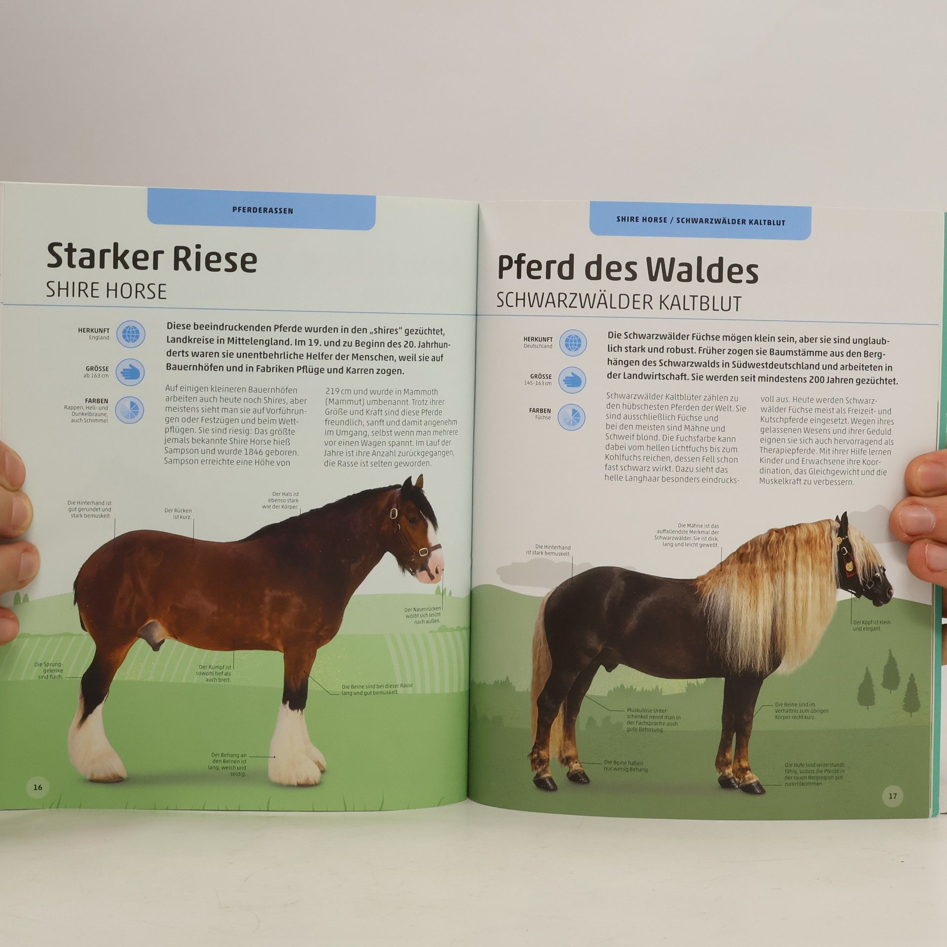 Bettina Borst Pferde und Ponys