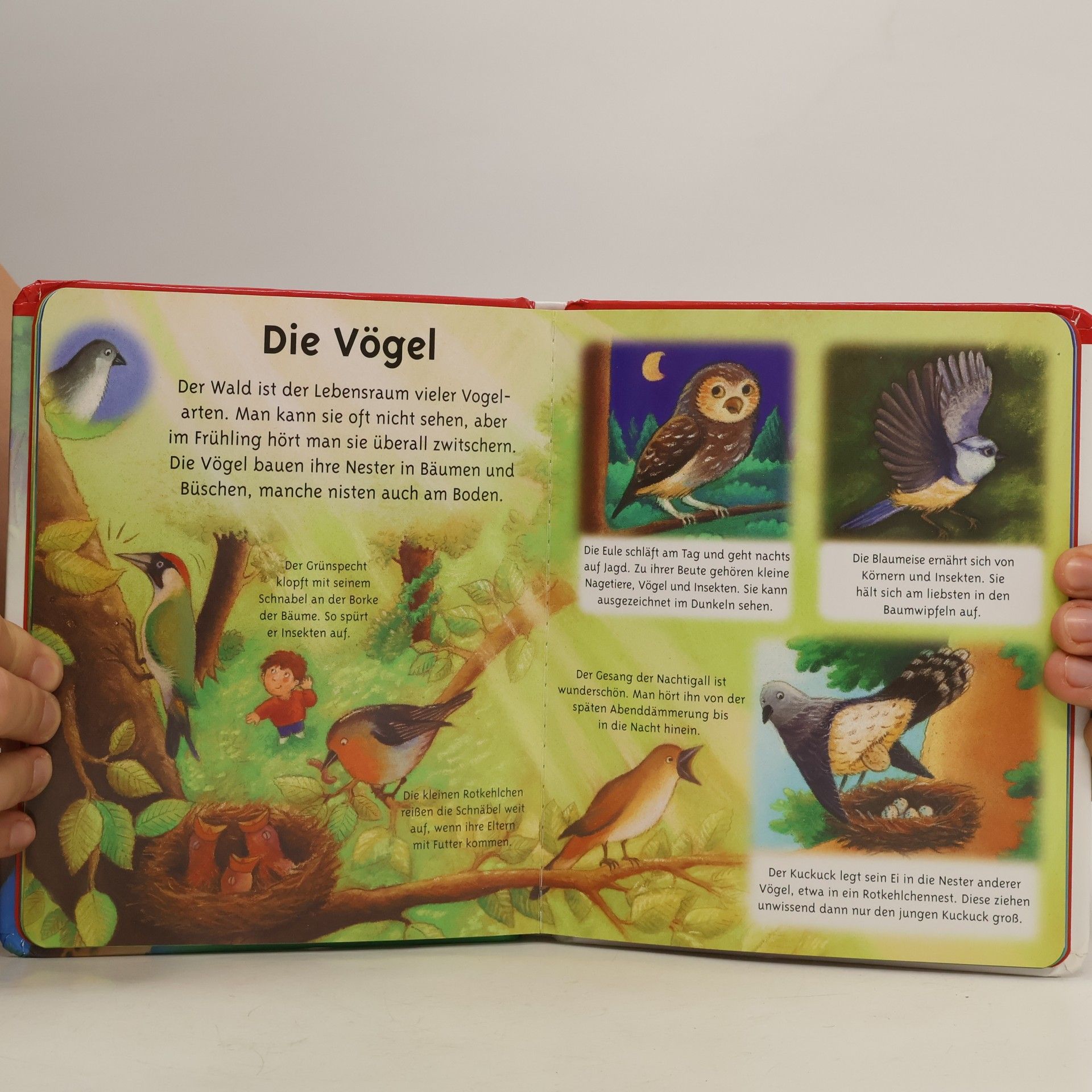 Autorenkollektiv Tiere des Waldes