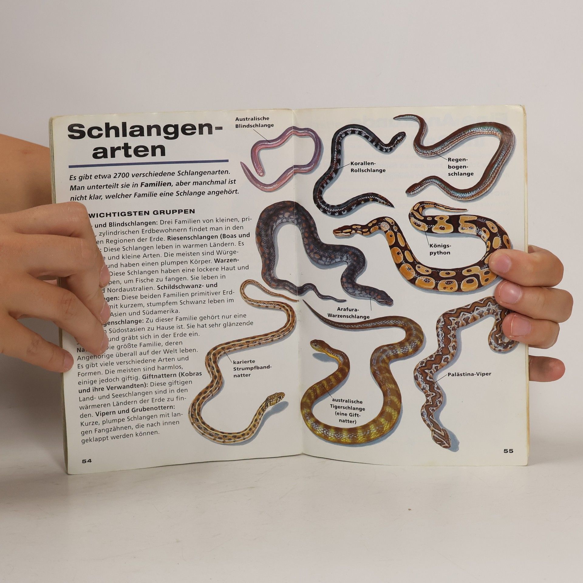 David Kirshner Investigate Schlangen
