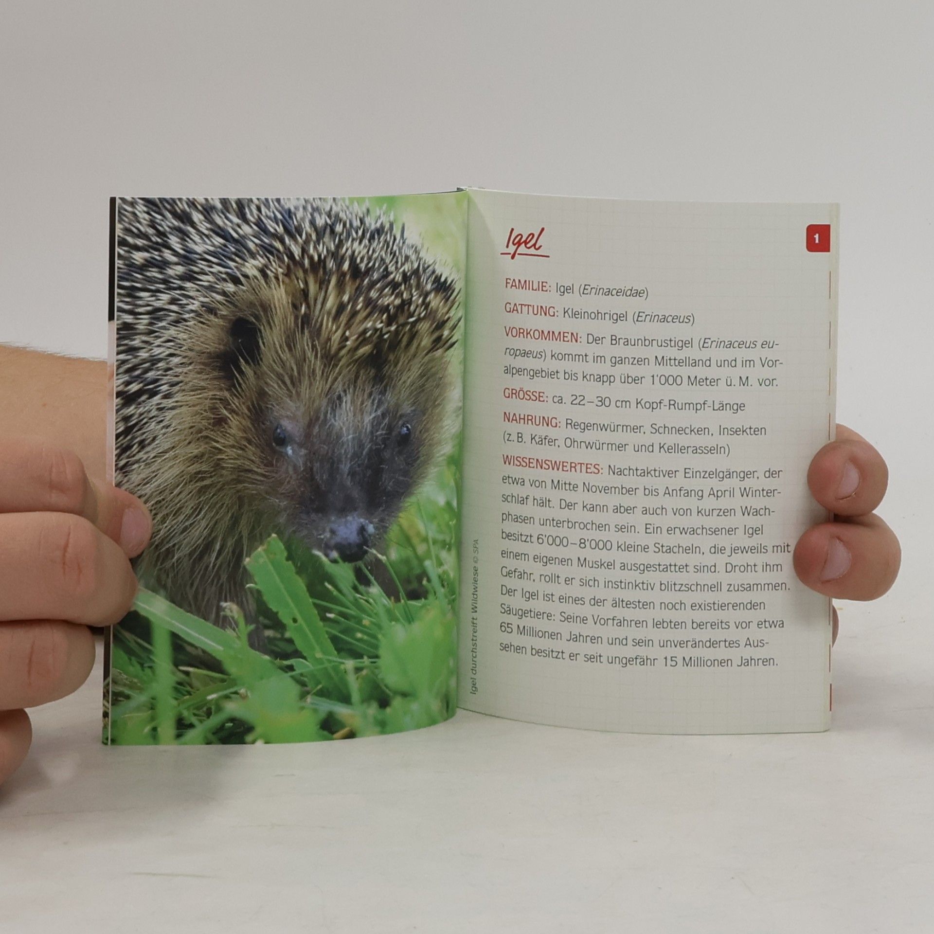 kolektiv Der igel