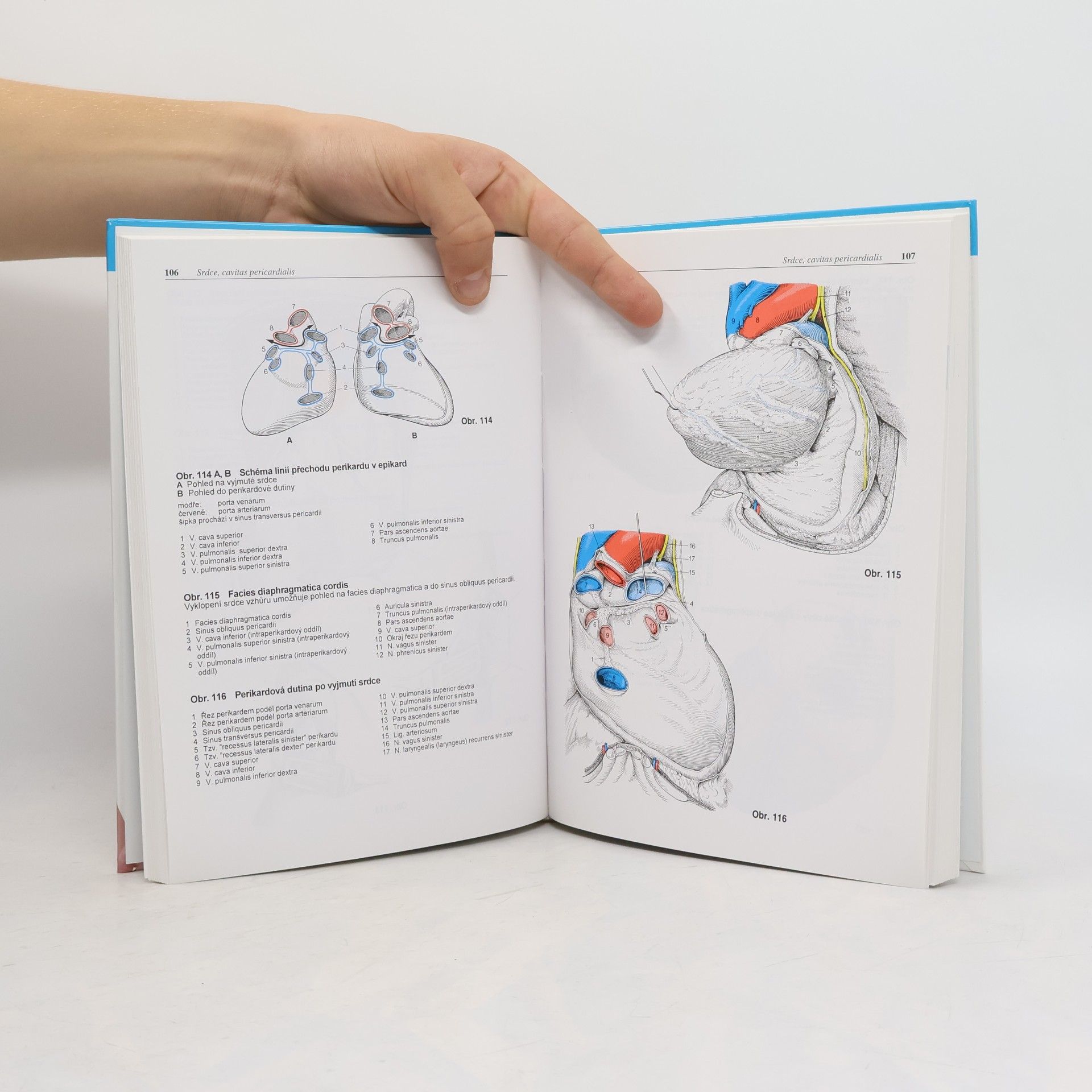 Werner Platzer Platzer Atlas topografické anatomie