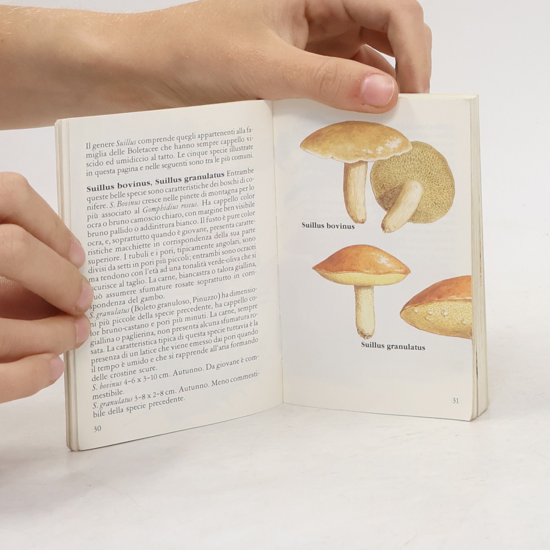 John Wilkinson Funghi