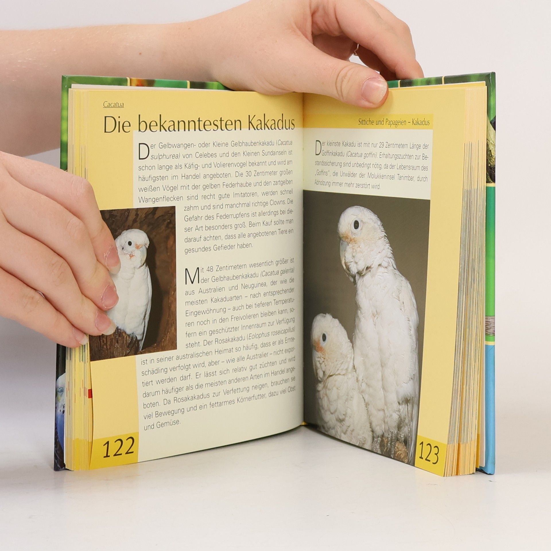Collectif d'auteurs Handbuch Ziervögel