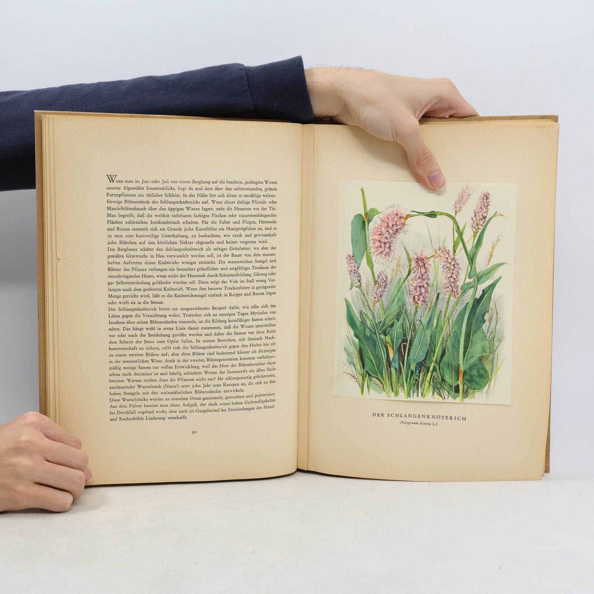 Hans Meierhofer Bergblumen der Heimat