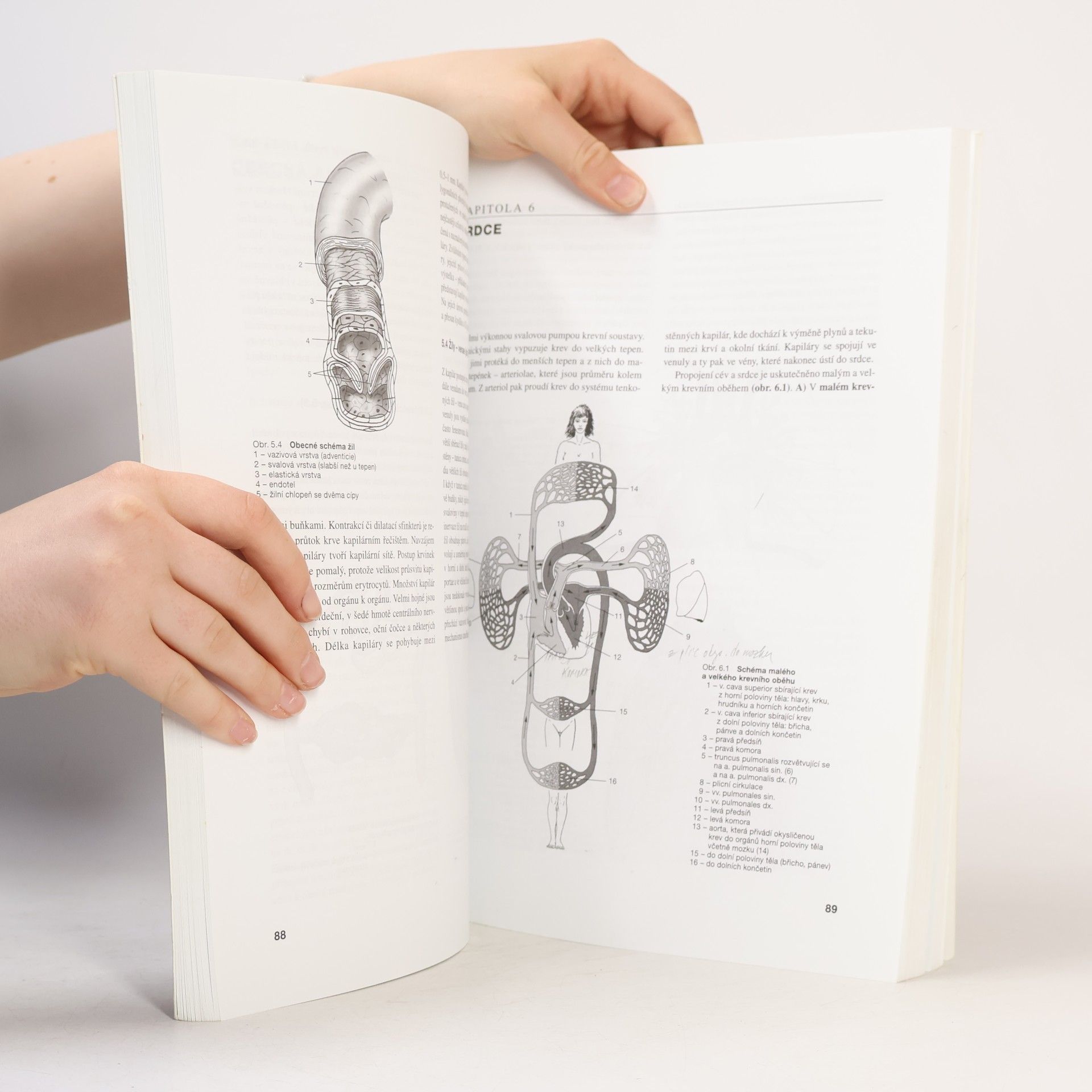 Miloslava Elišková Přehled anatomie