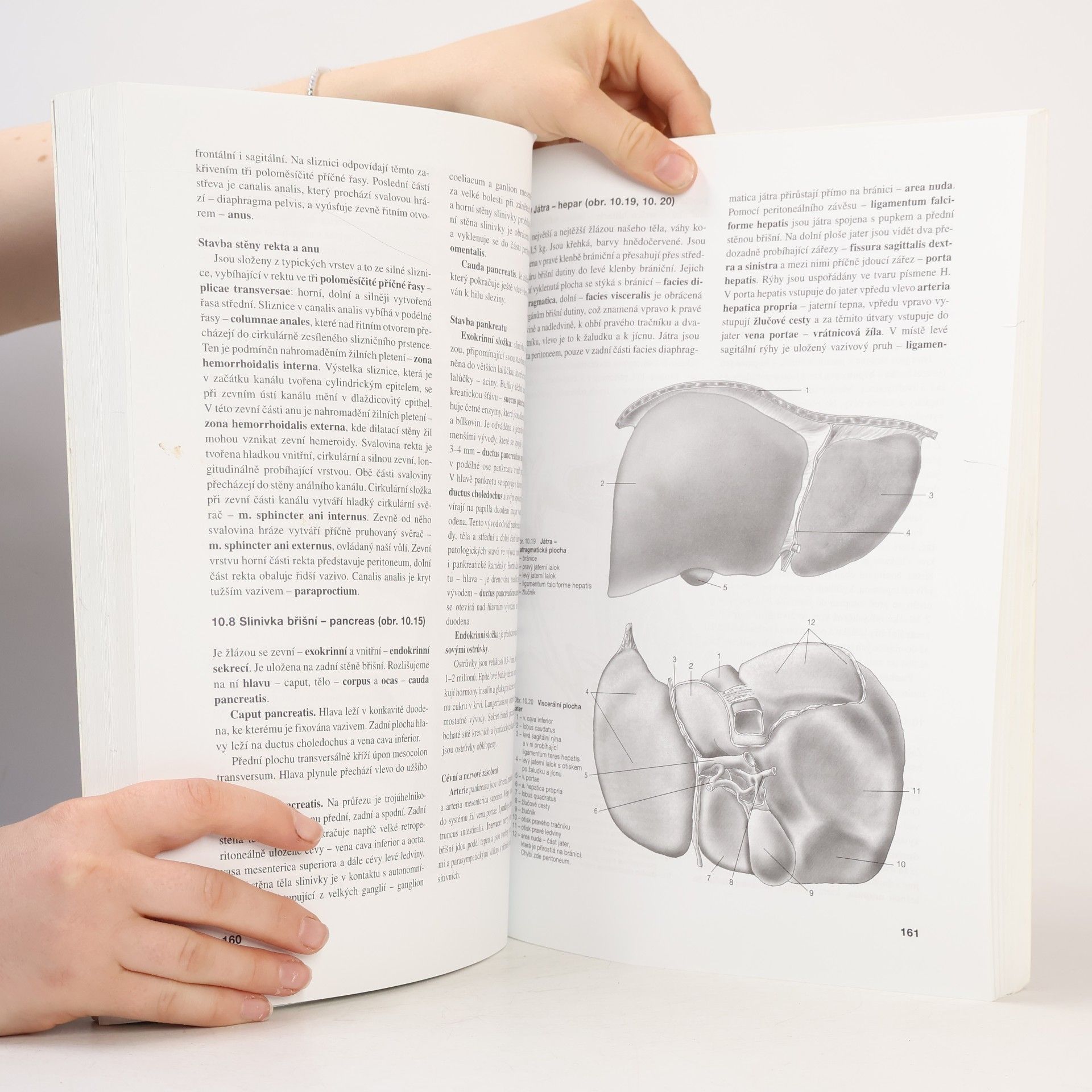Miloslava Elišková Přehled anatomie