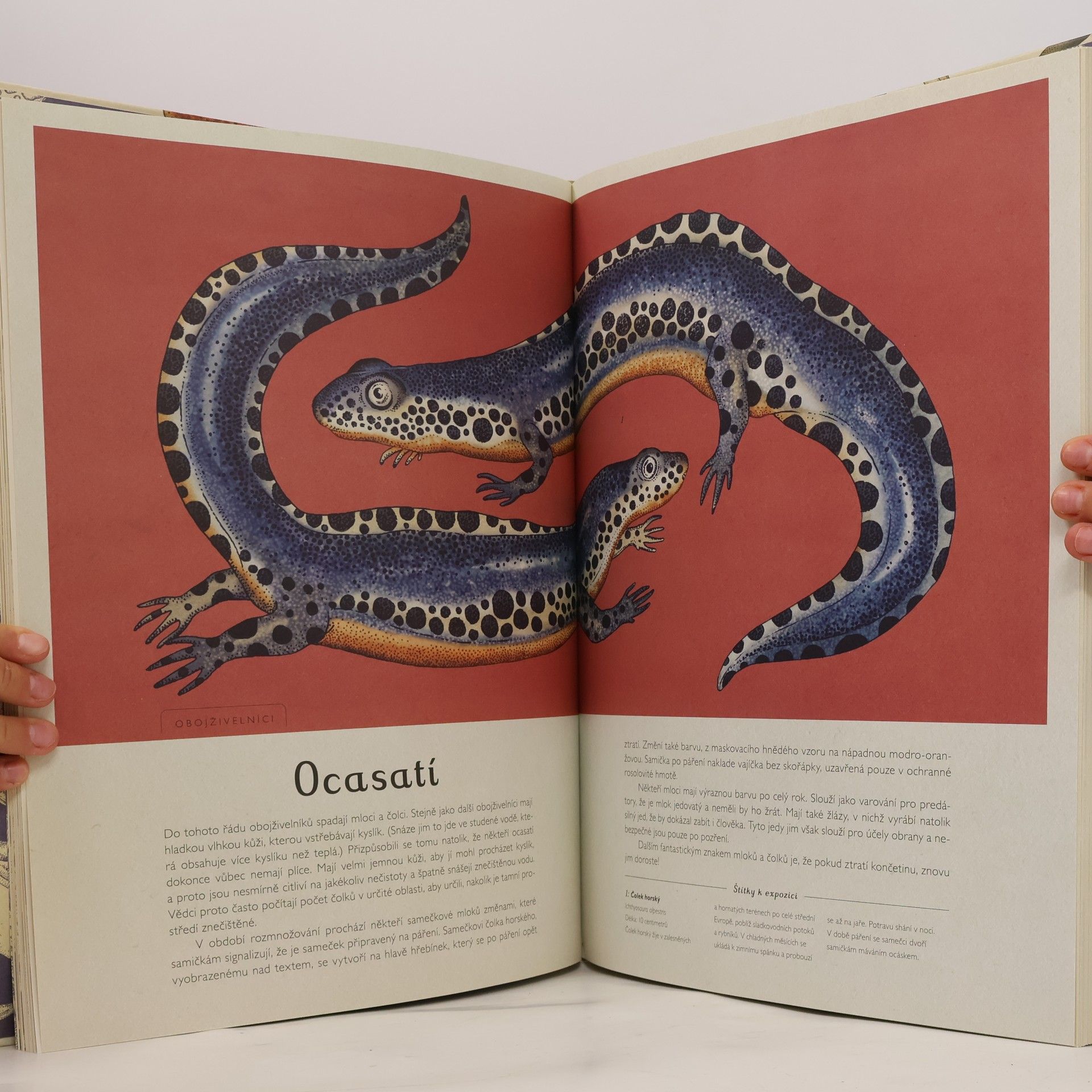Katie Scott Animalium