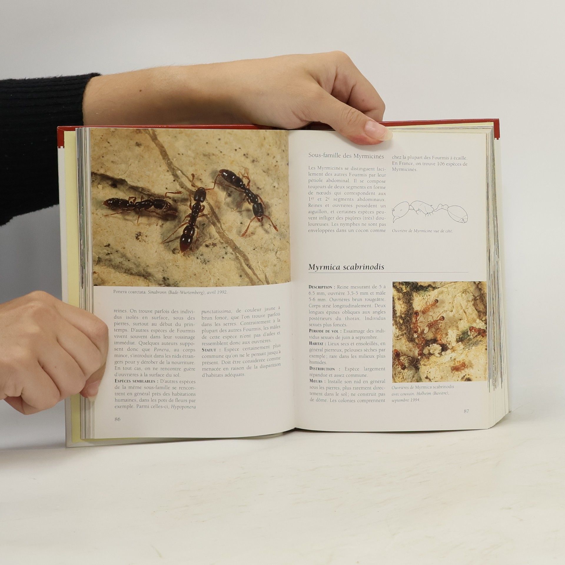 Heiko Bellmann Guide des abeilles, bourdons, guêpes et fourmis d'Europe