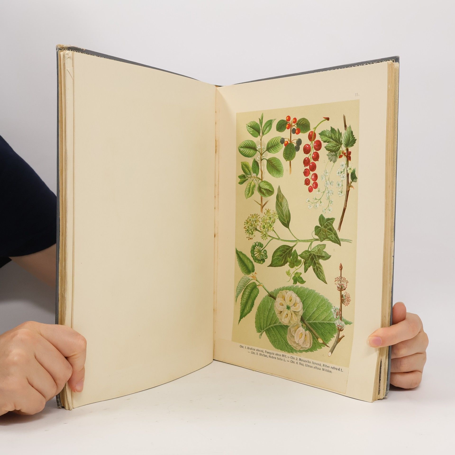 Alexander Bernard Atlas botanický