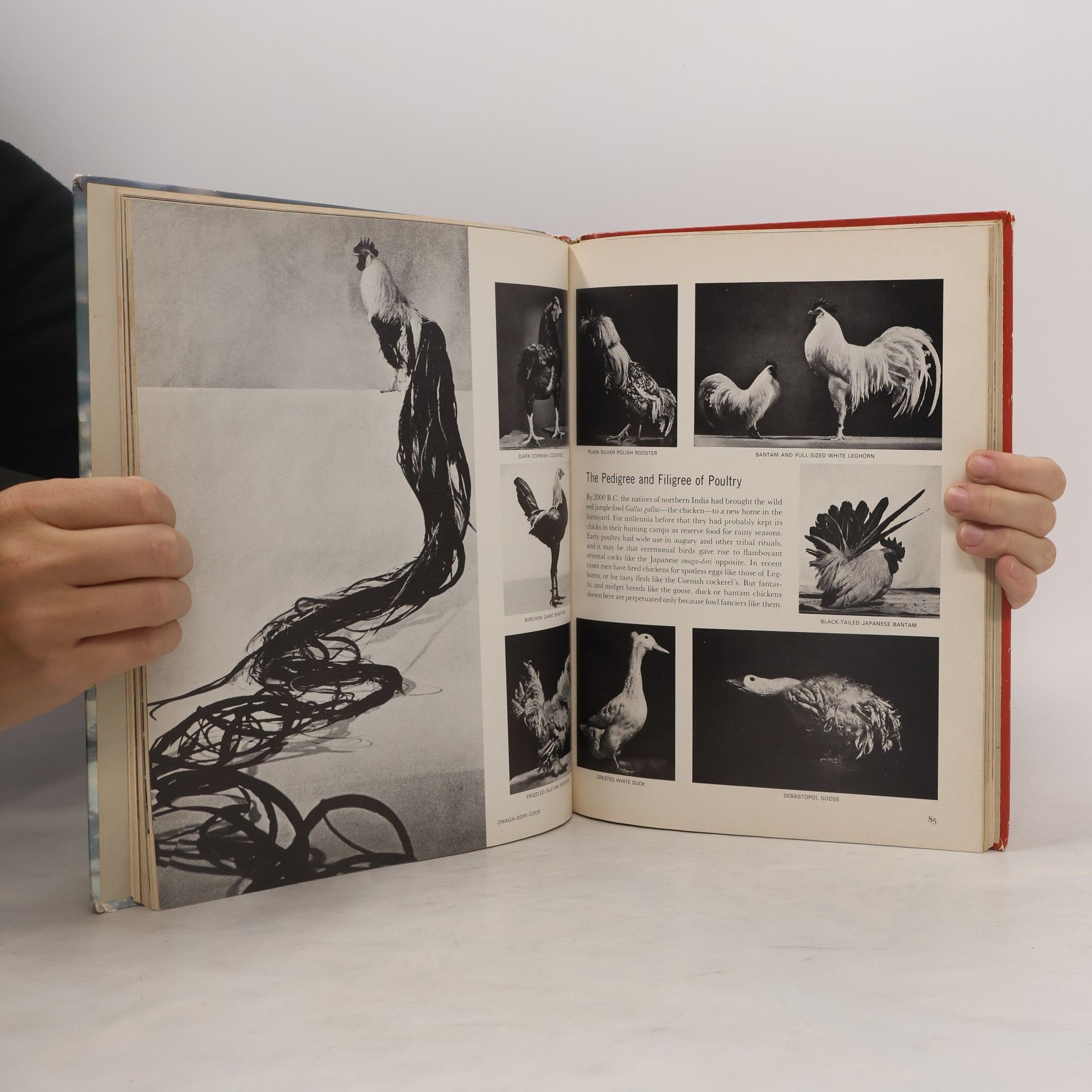 Ruth Moore Life Nature Library. Evolution