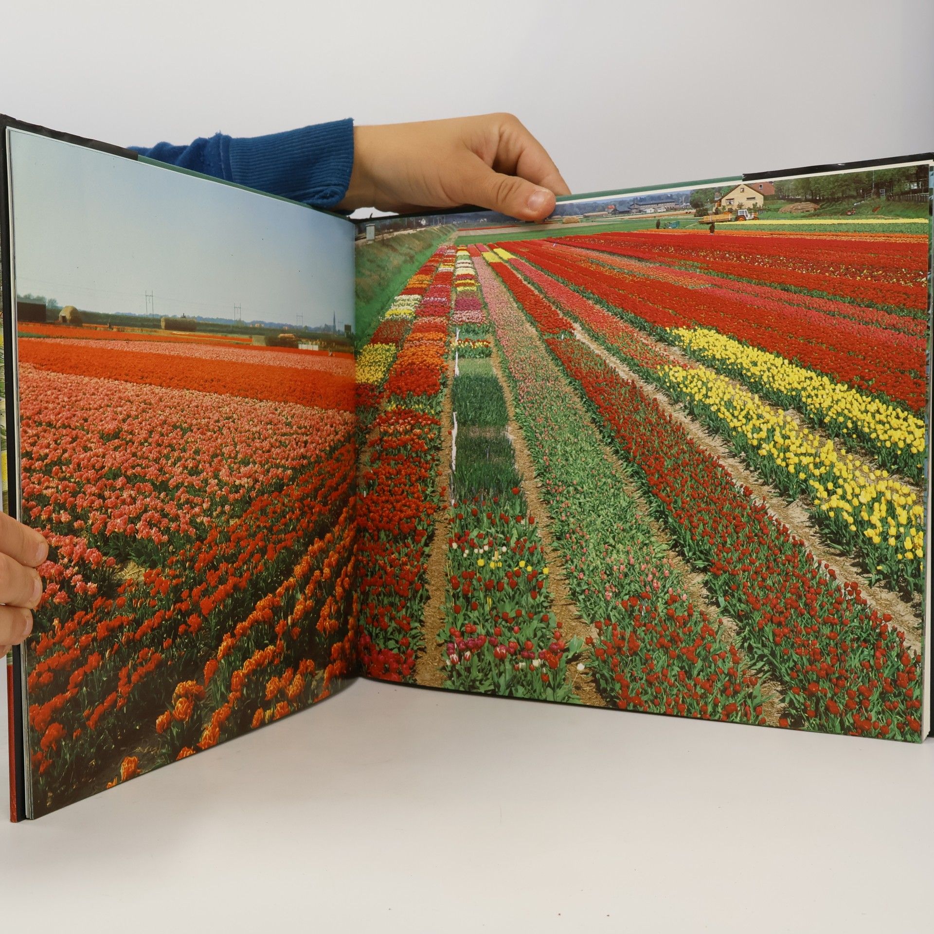 Herman van Amsterdam Holland Fascinating Flowerfields