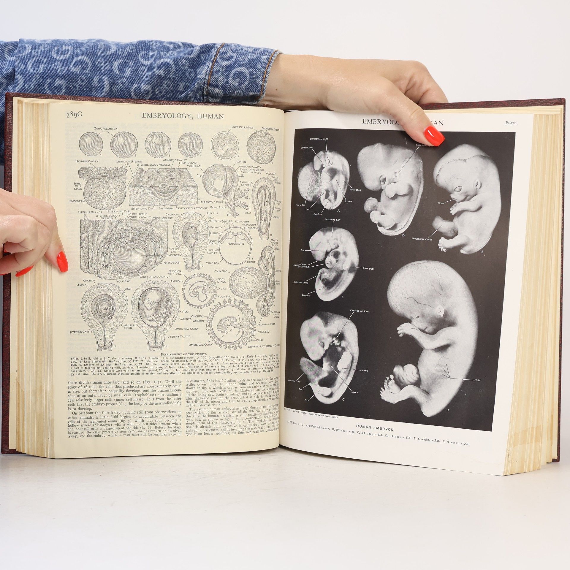 Autorenkollektiv Encyclopedia Britannica volume 8