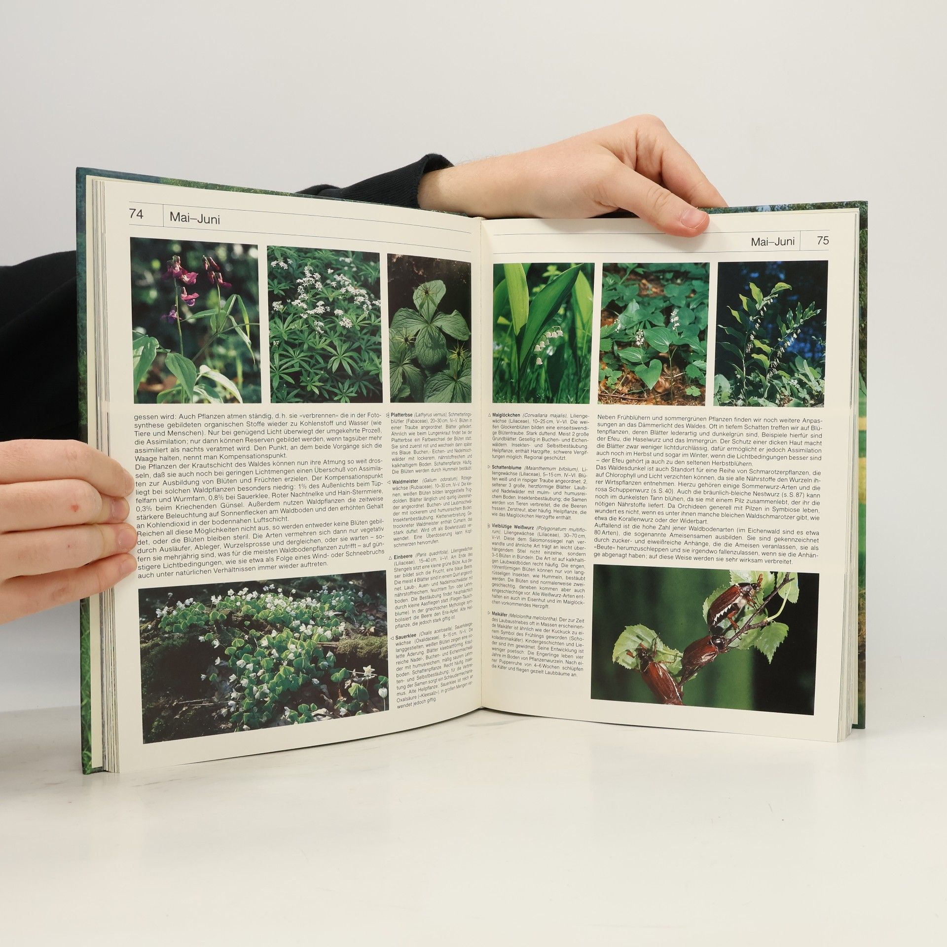 Michael Lohmann Das farbige BLV-Hausbuch der Natur