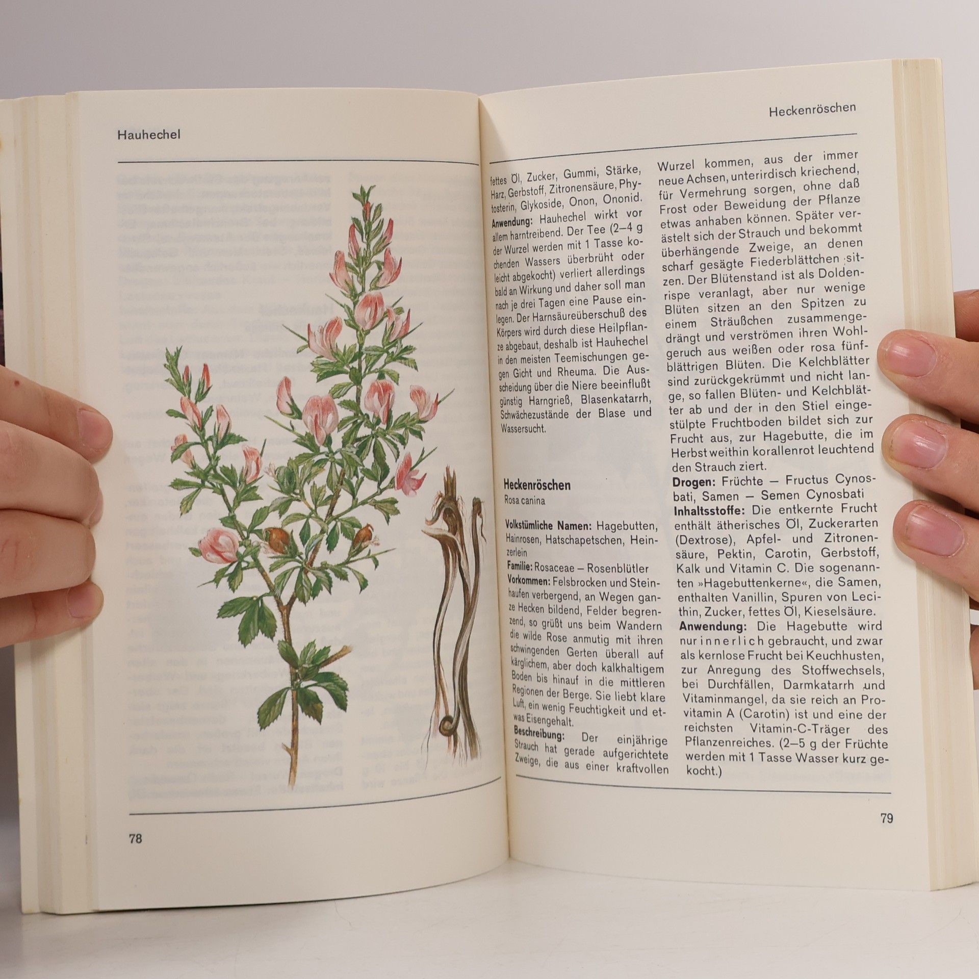 Ingrid Gabriel Das farbige Heilkräuterbuch
