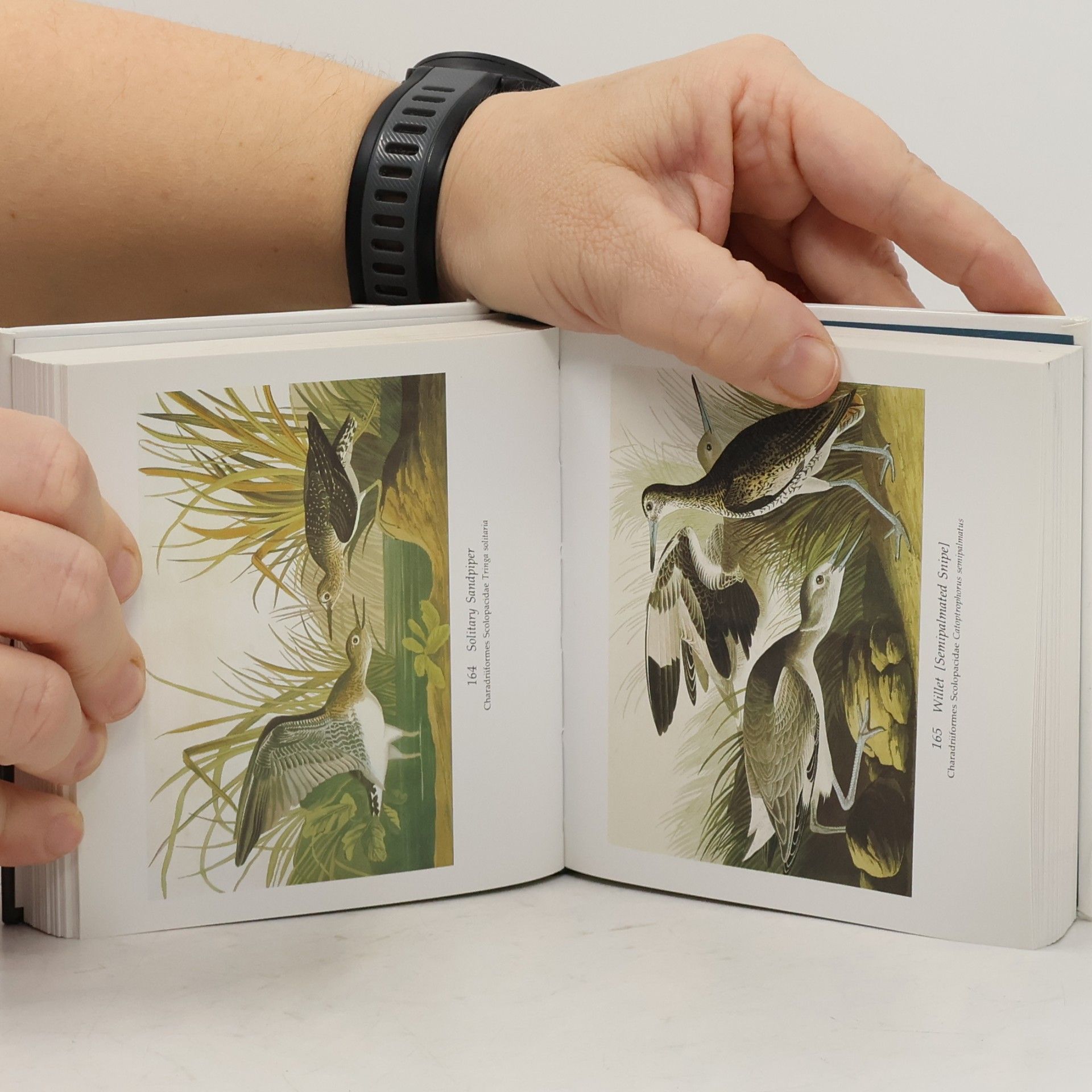 Roger Tory Peterson Audubon's Birds of America