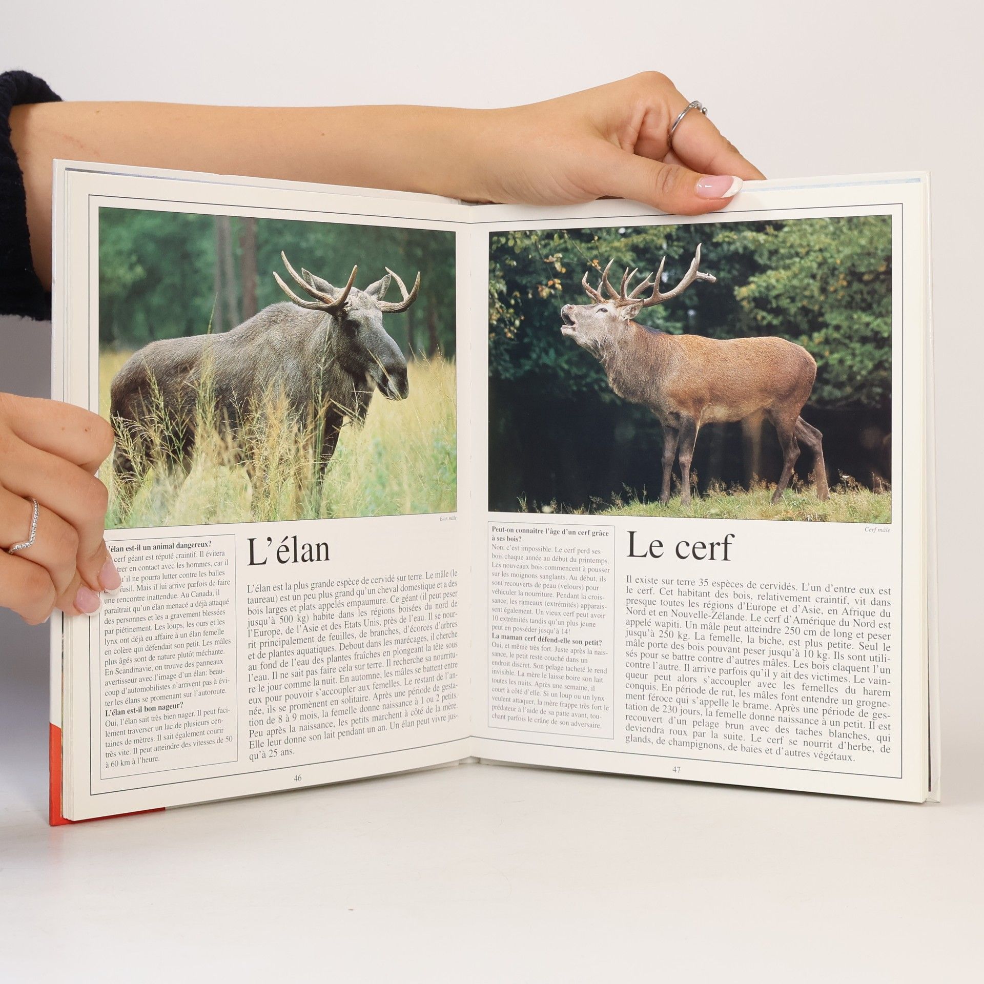 Thierry Montagne Le Grand Album des Animaux