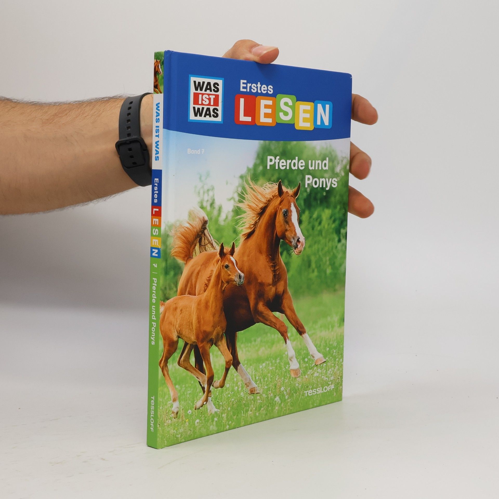 Christina Braun Pferde und Ponys