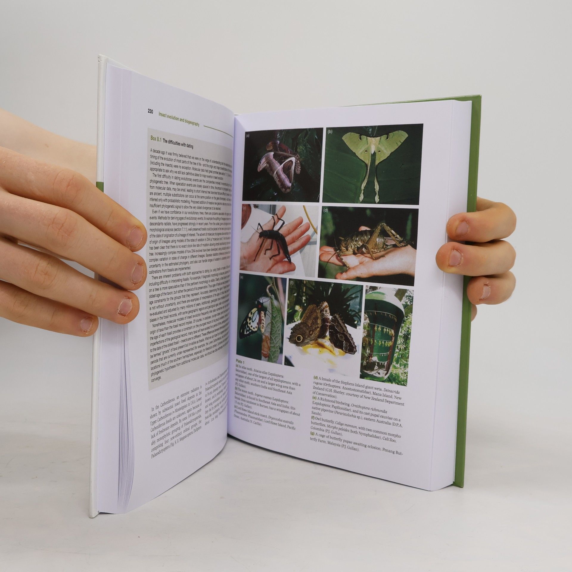 P. J. Gullan The Insects
