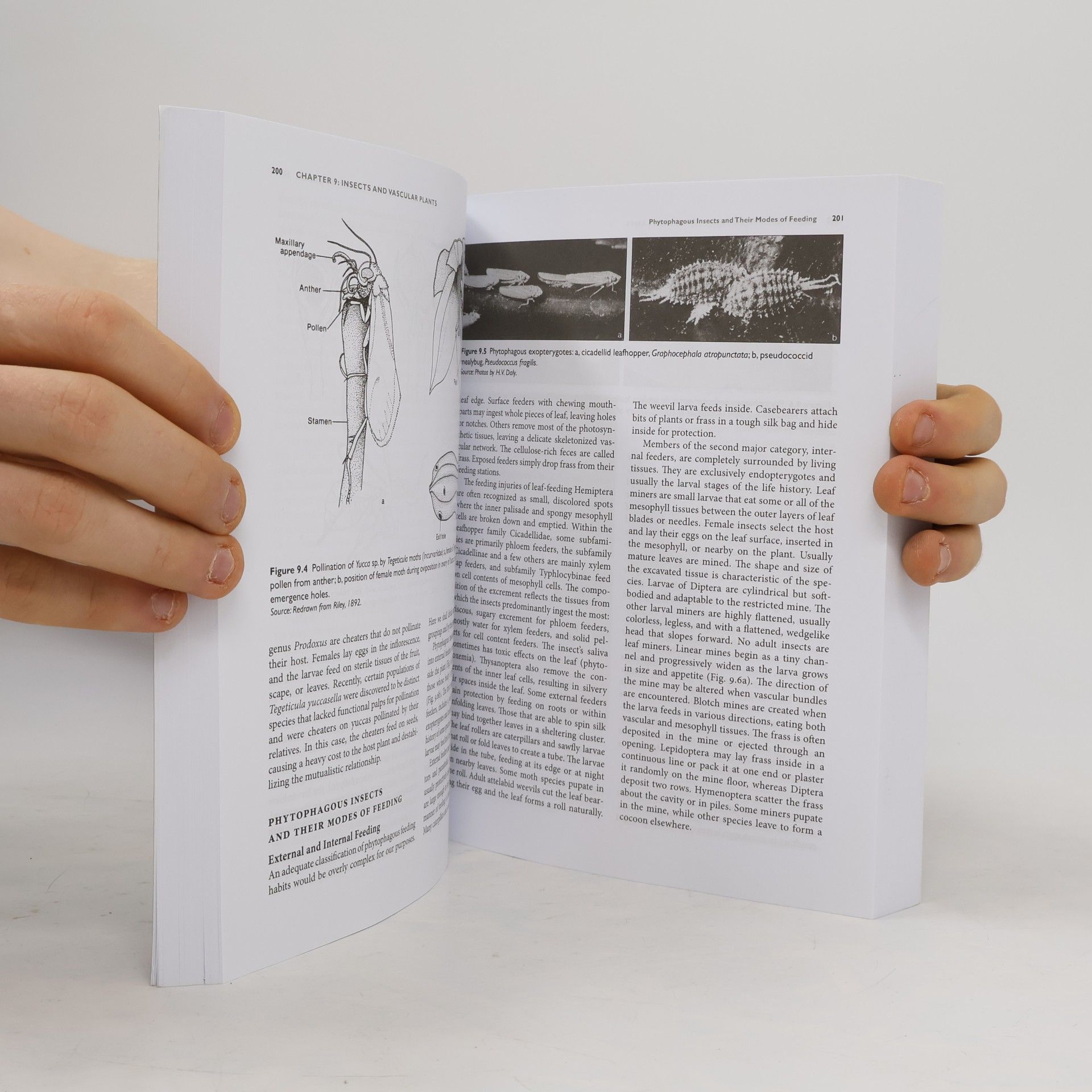 James Bryan Whitfield Daly and Doyen's Introduction to Insect Biology and Diversity International Third Edition