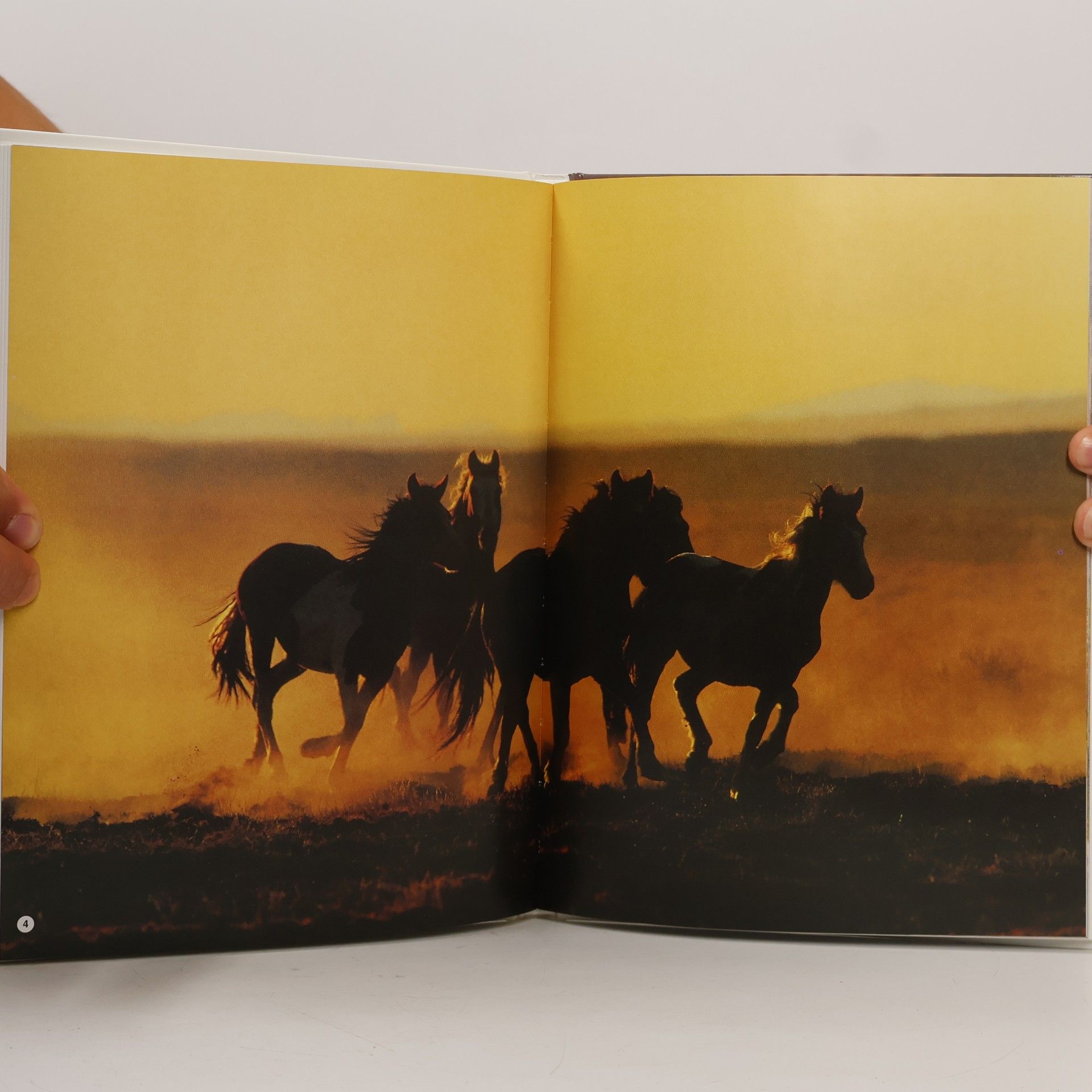 Monty Roberts Plachý hoch. Kůň, který přišel z divočiny