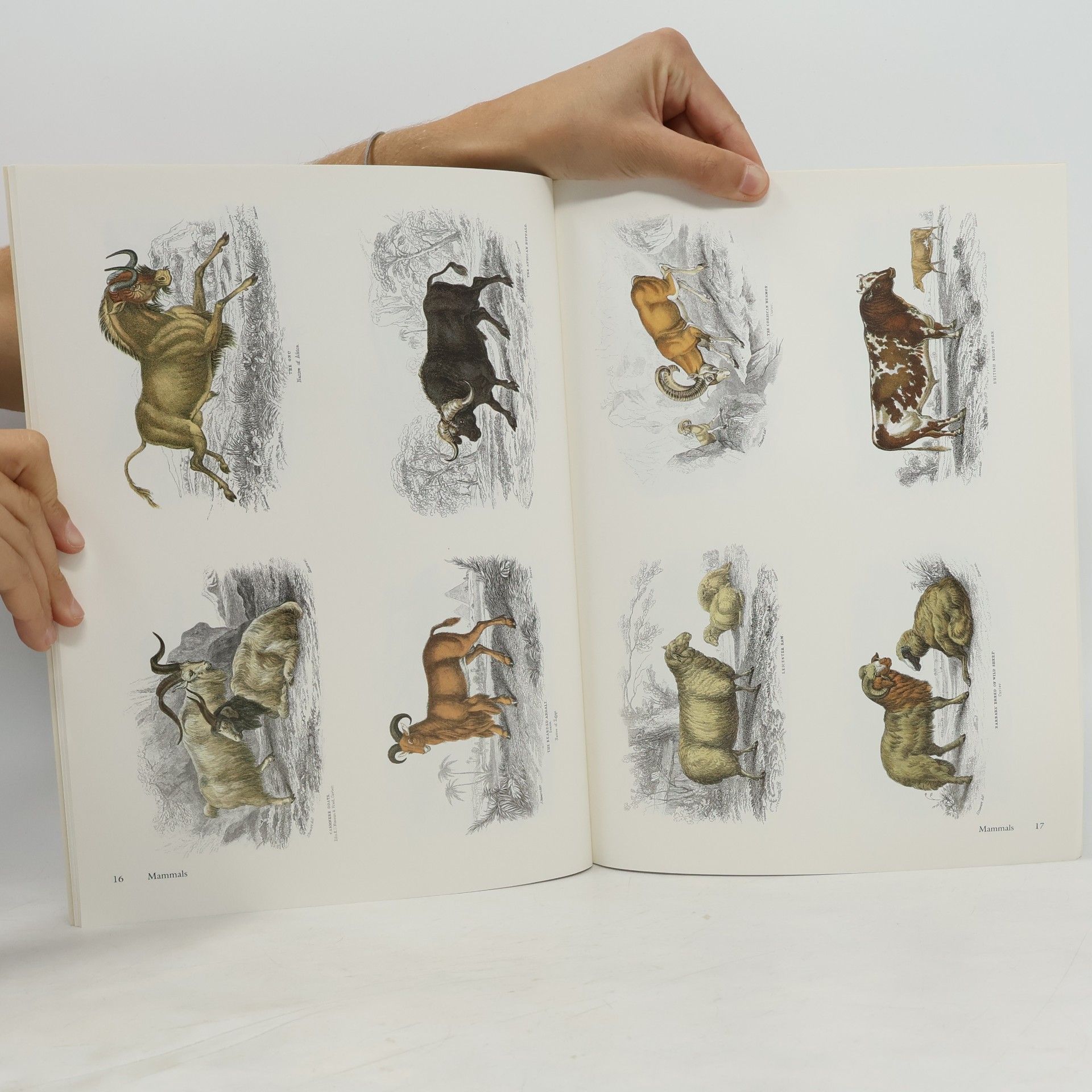 William Home Lizars 286 Full-Color Animal Illustrations