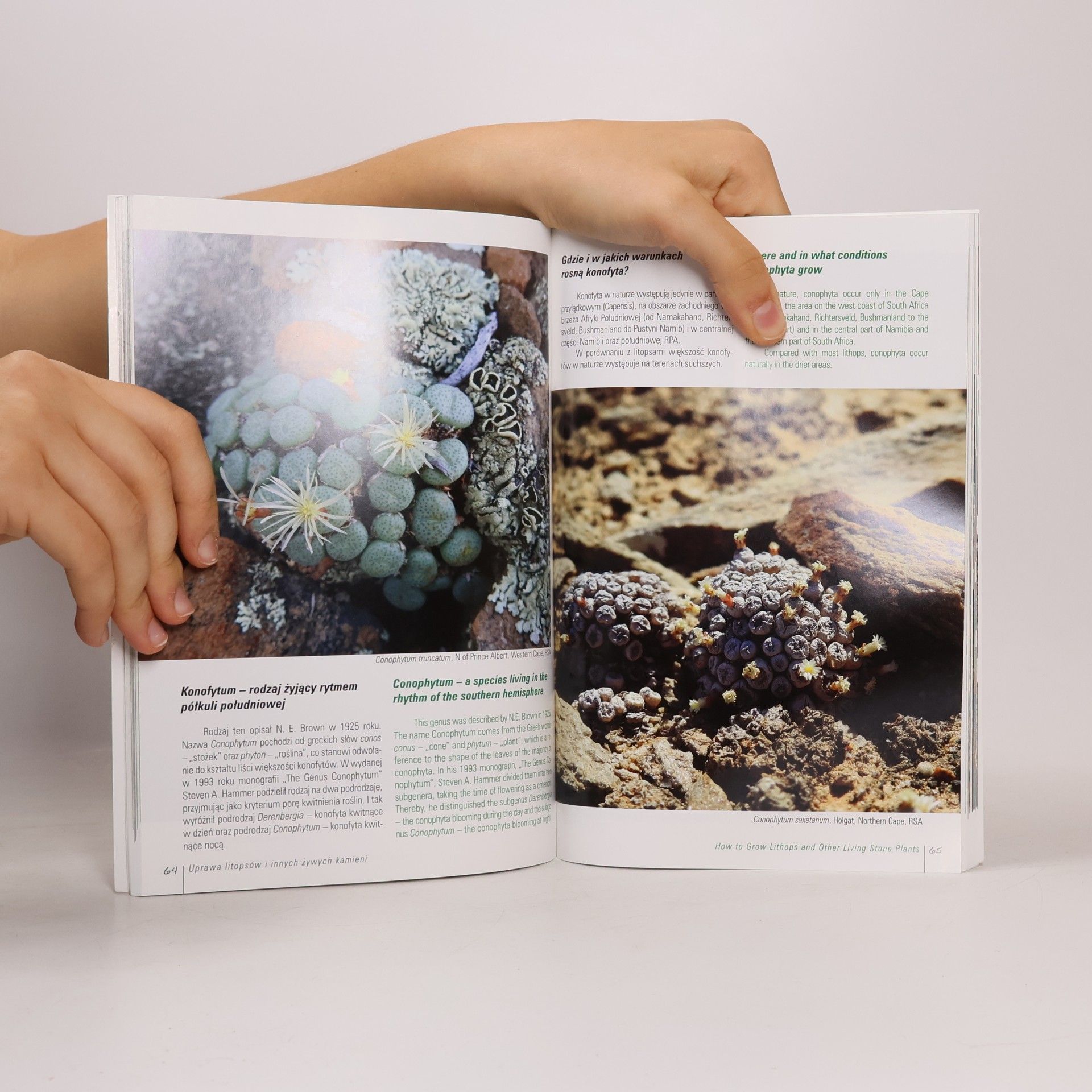 Piotr Pędziwiatr How to Grow Lithops and Other Living Stone Plants