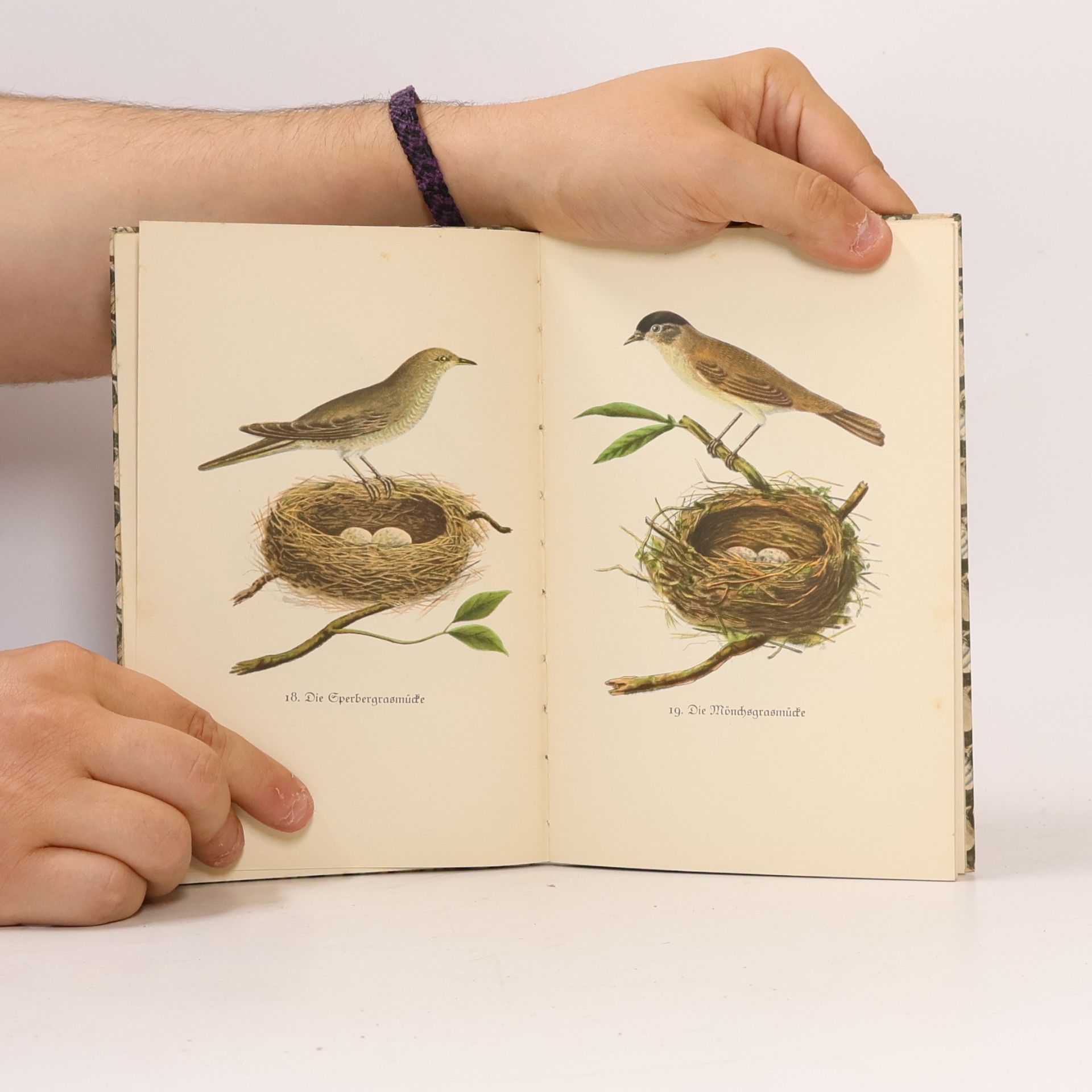 Autorenkollektiv Das kleine Buch der Vögel und Nester