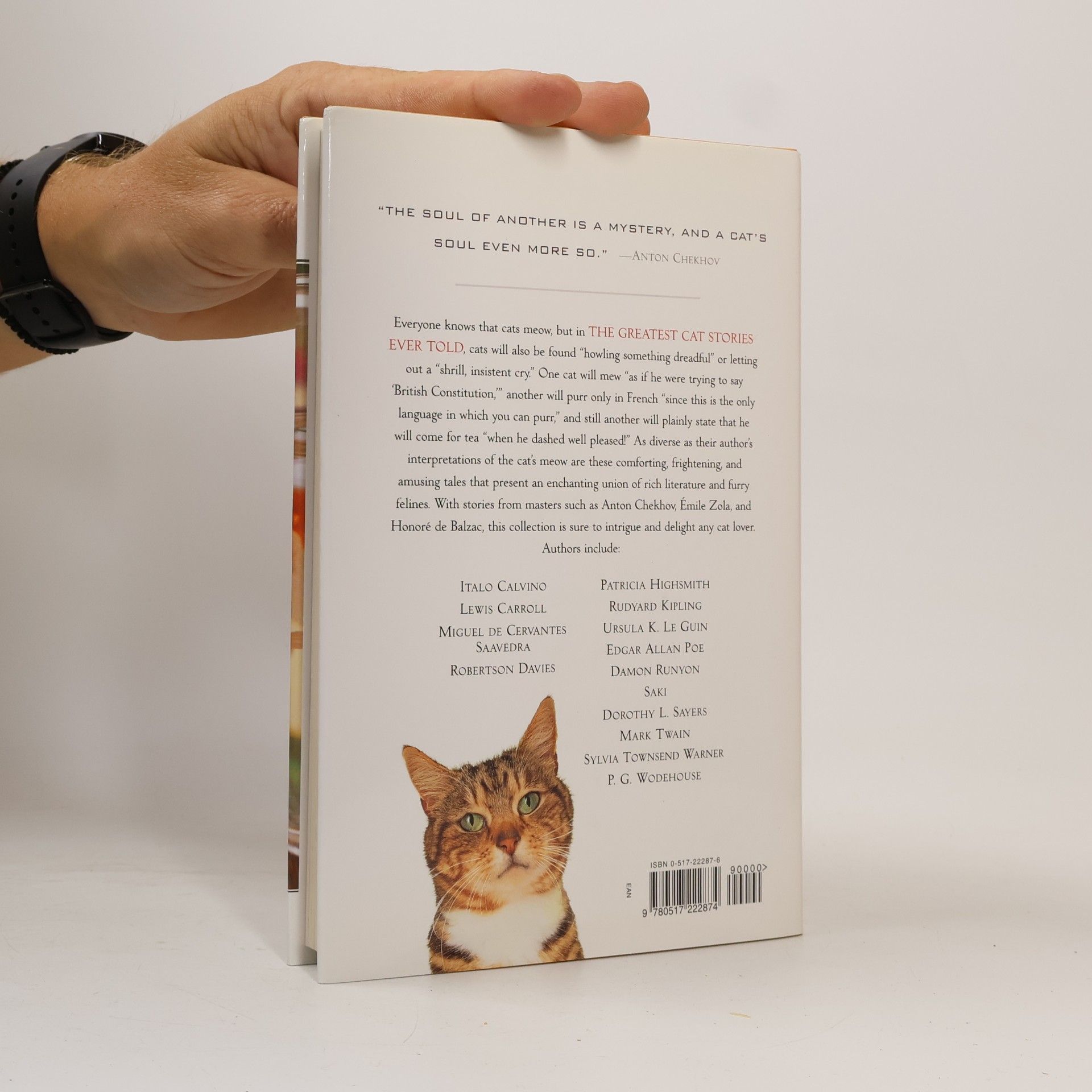 kolektiv Cat stories