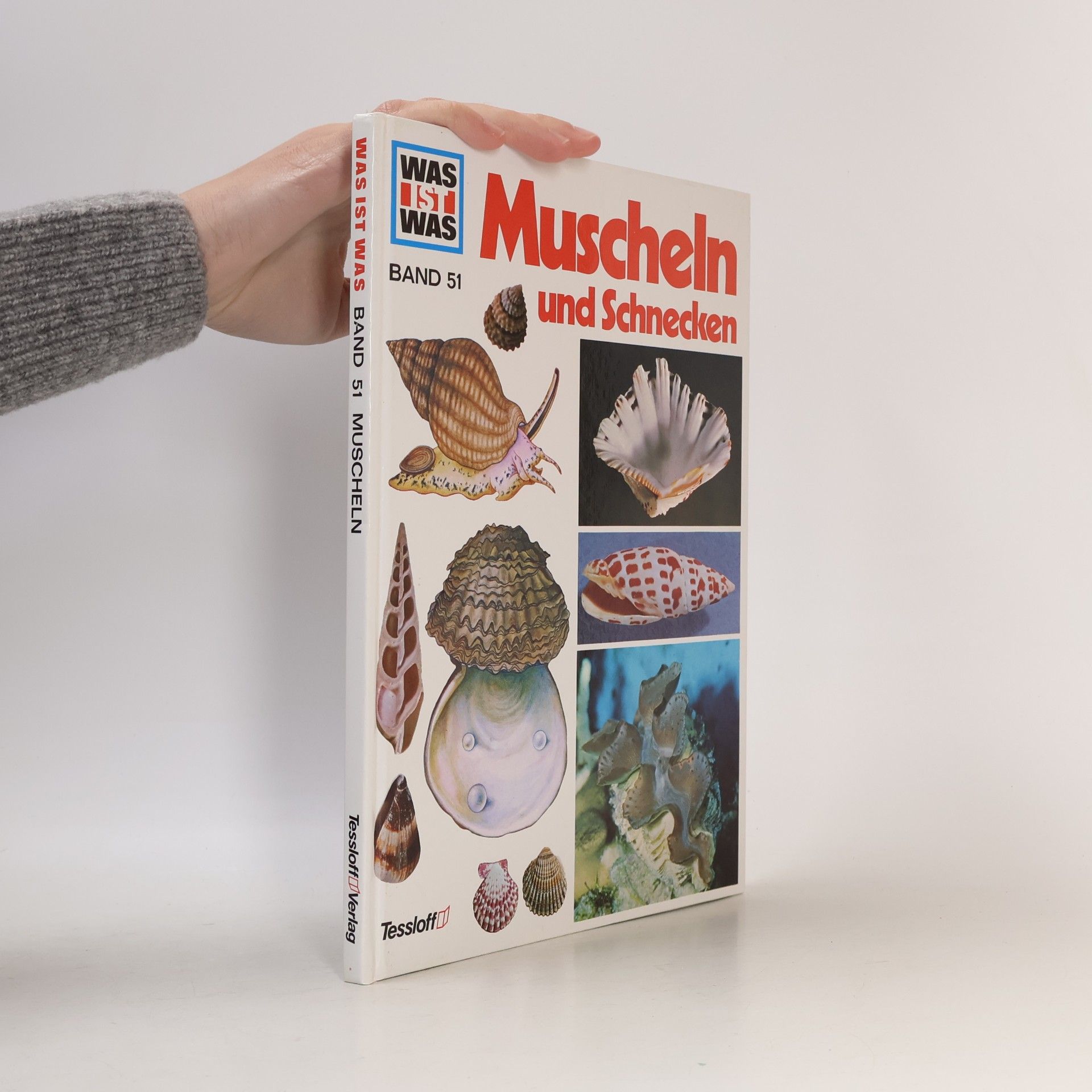 Muscheln und Schnecken