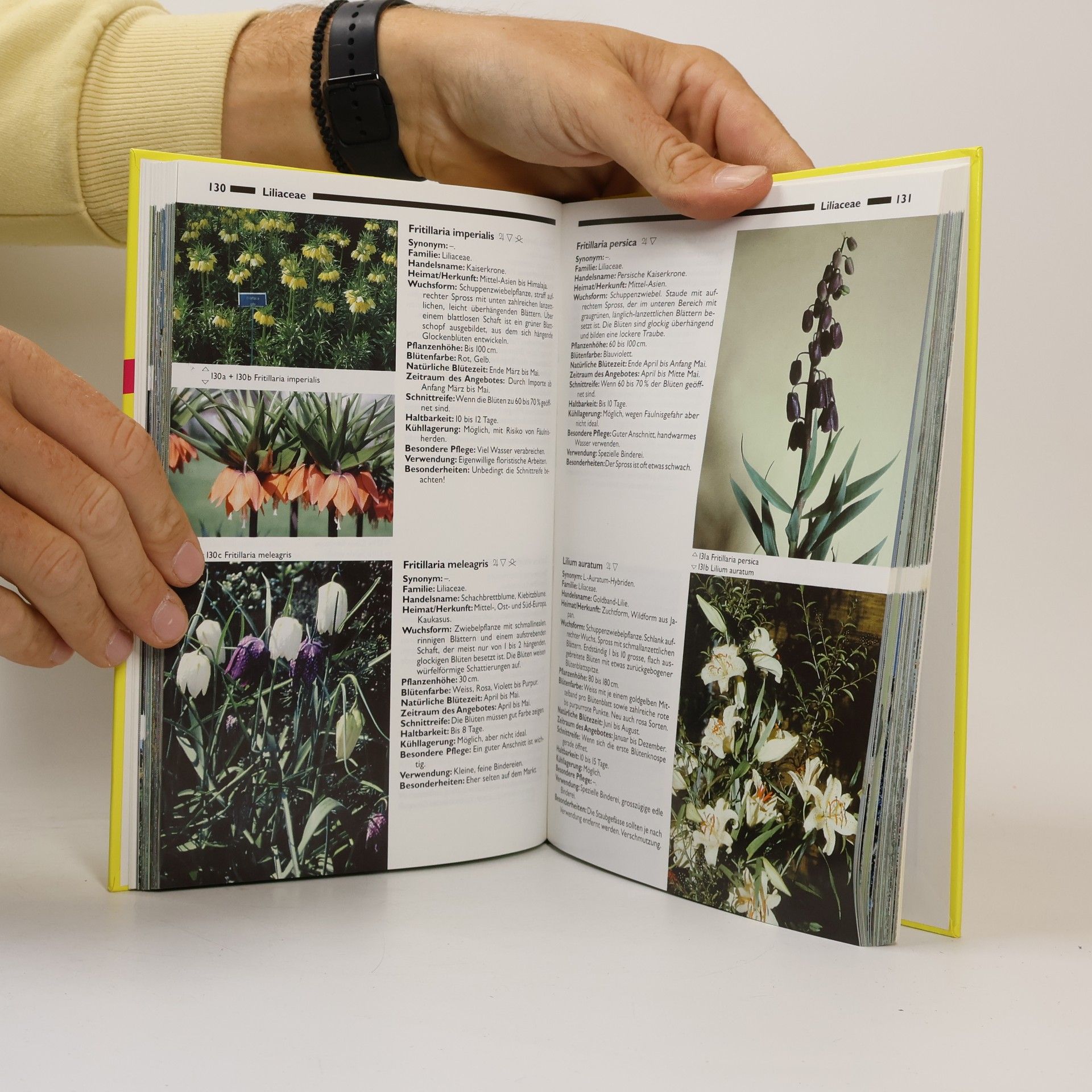 Moritz Bürki Schnittblumen, Schnittgrün und Fruchtzweige - 4. überarbeitete und erweiterte Auflage