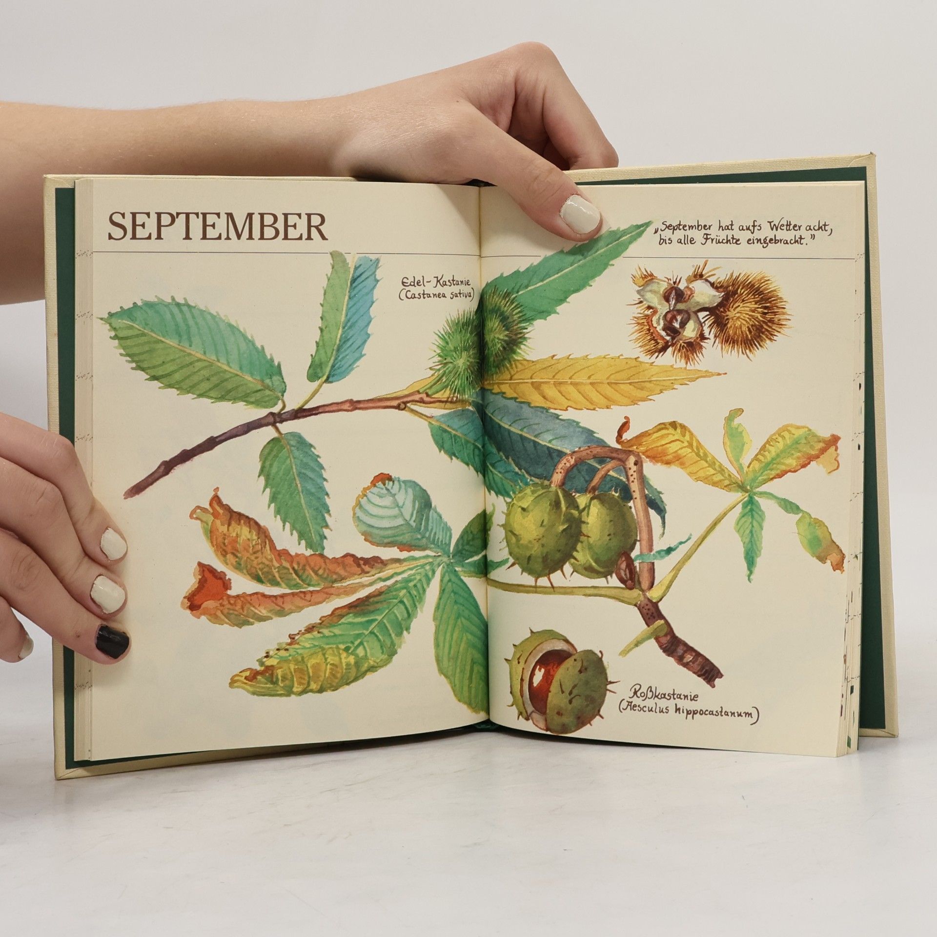 Edith Holden Jahrbuch Vom glück, mit der natur zu leben