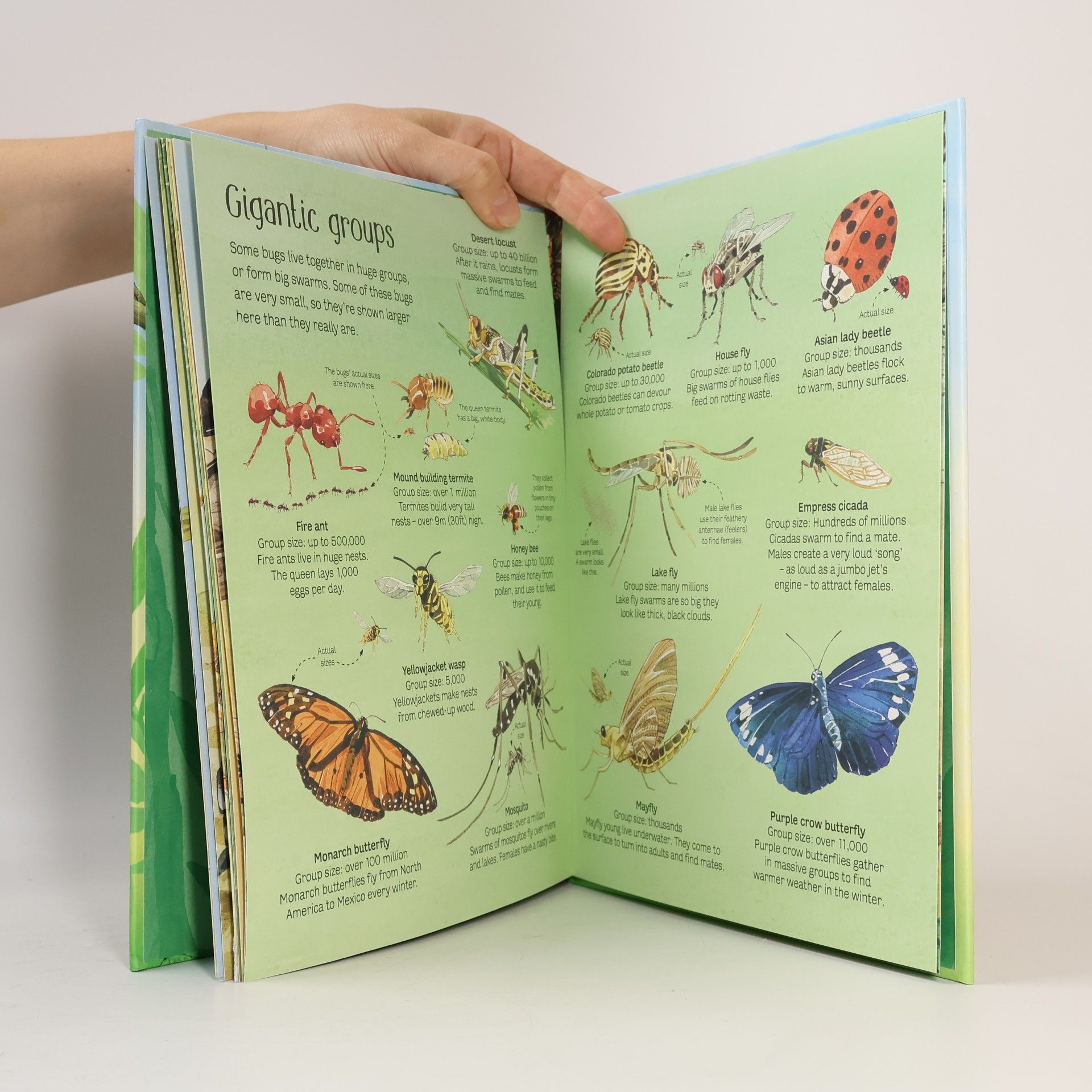 Emily Bone The Usborne Big Book of Bugs