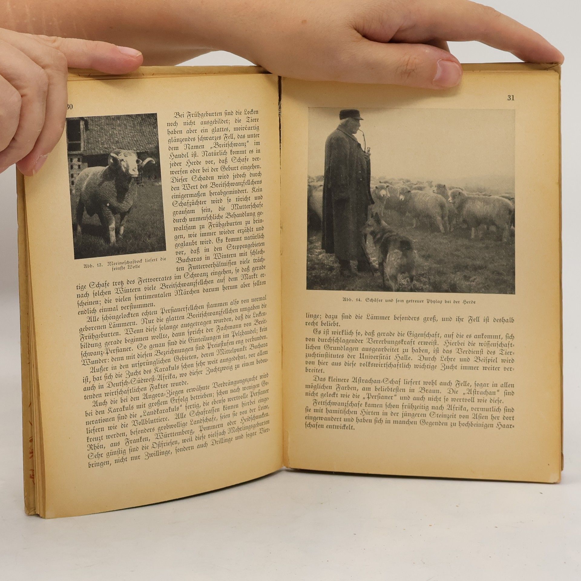 O. Fehringer Wildtiere und Haustiere. Zweiter Teil