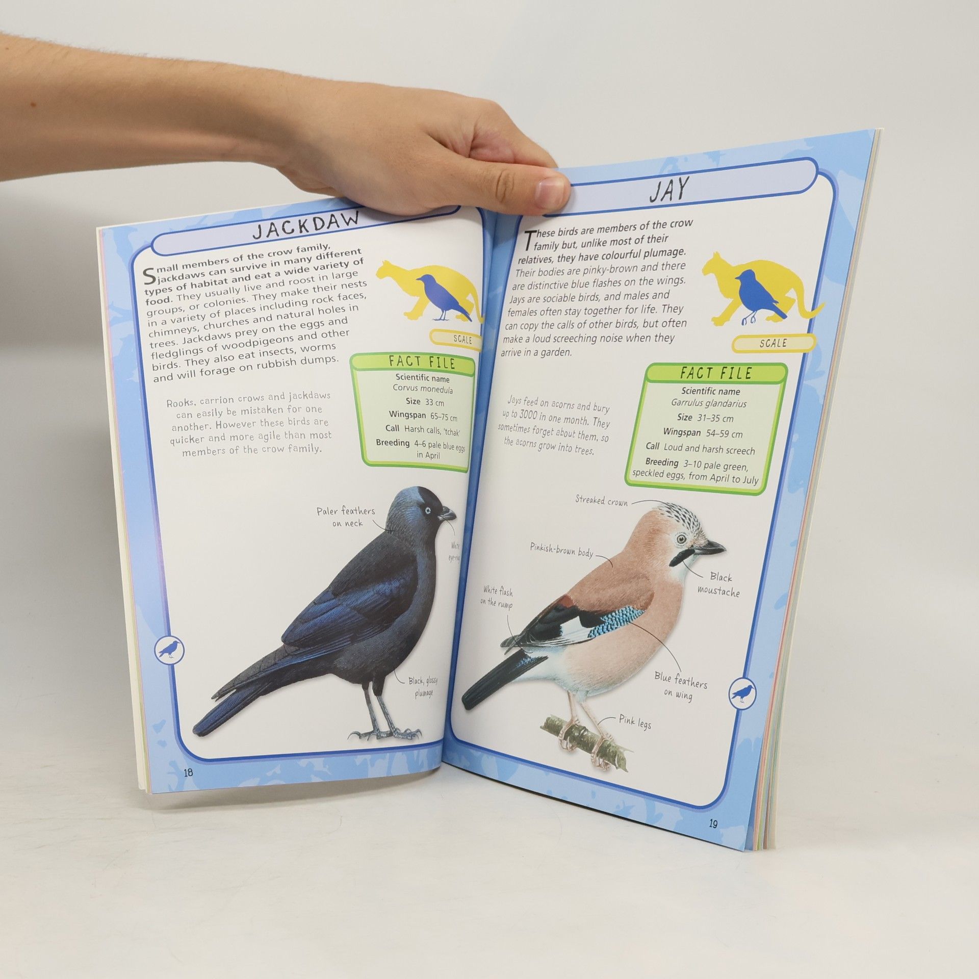 Bedoyere Camilla Spot 50 Garden Birds