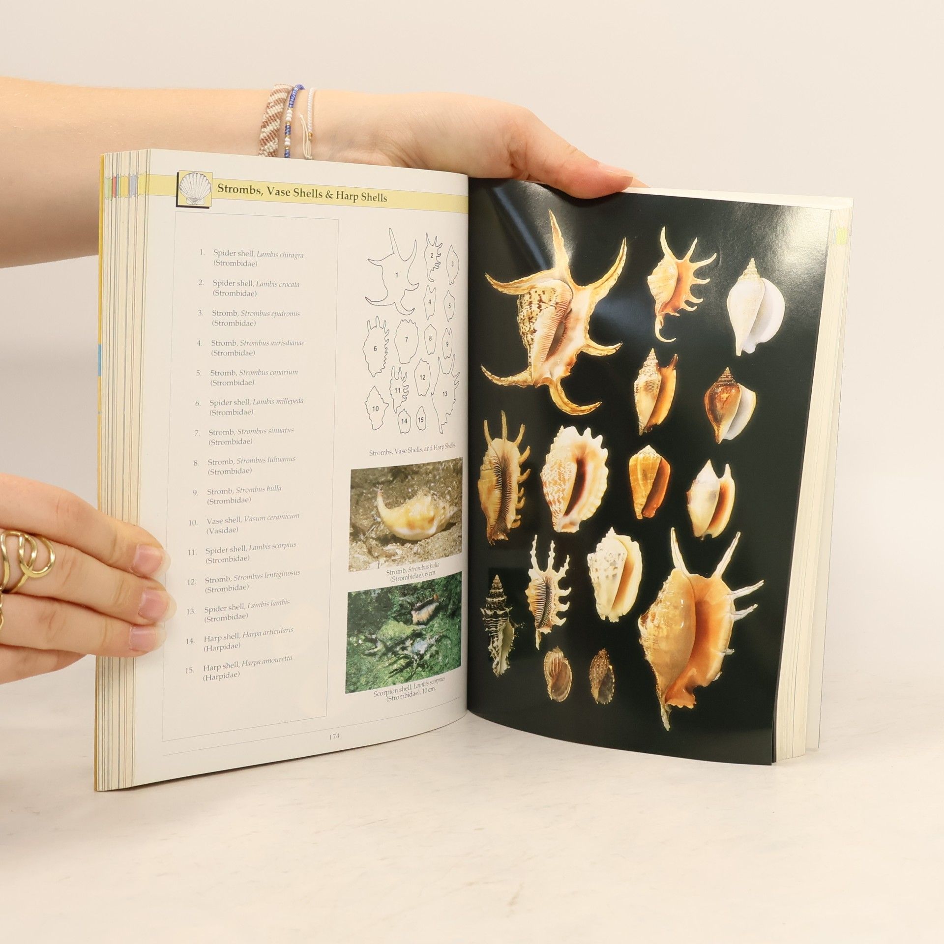 Roger Steene Indo-Pacific Coral Reef Field Guide