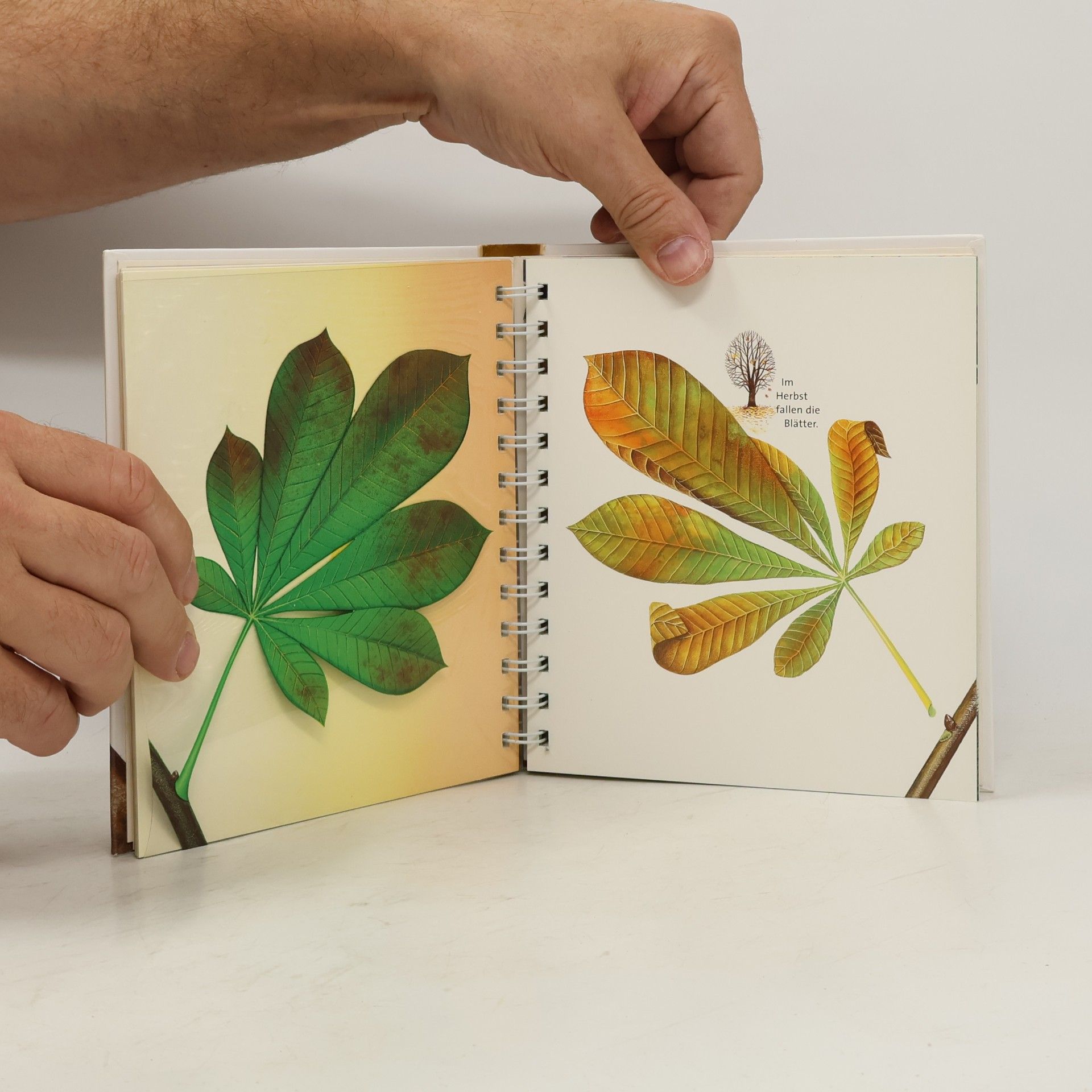 Pascale de Bourgoing Der Baum