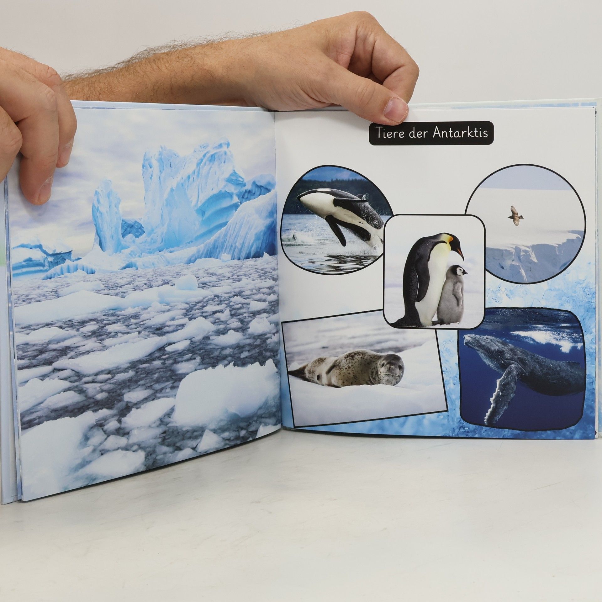 Autorenkollektiv Die Polarwelten
