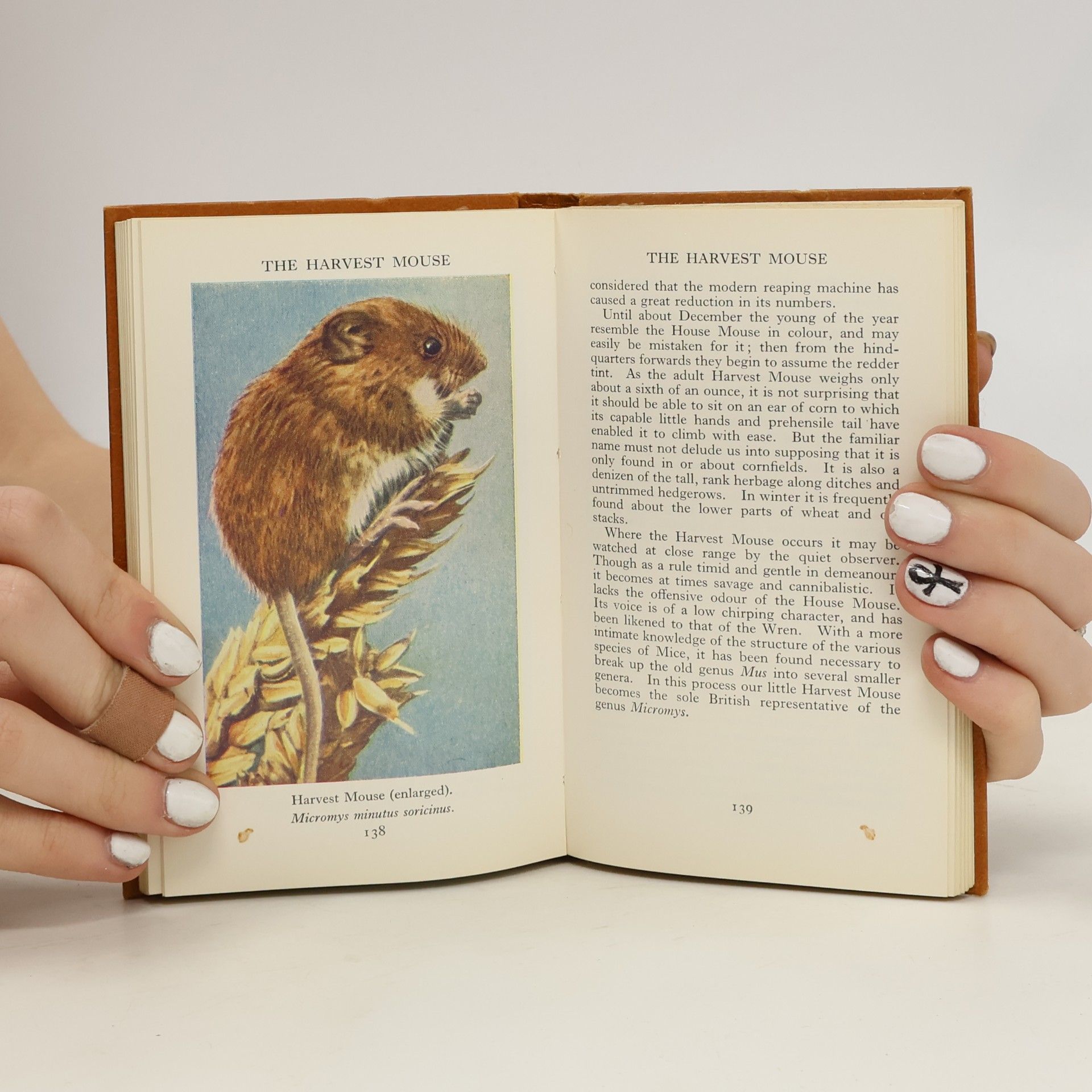 W. J. Stokoe Wild Animals 5. The Observer's Book of Wild Animals of the British Isles